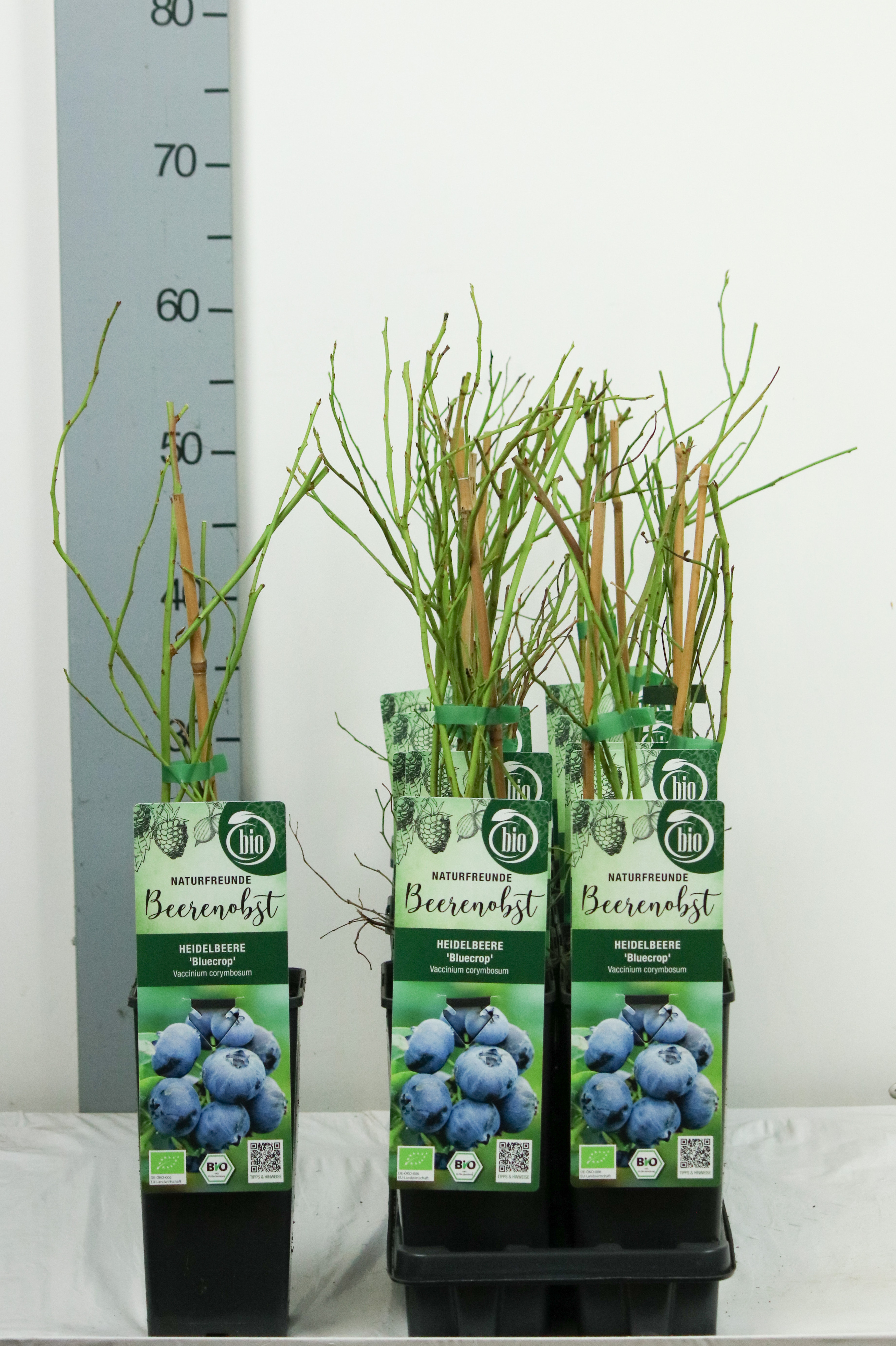 Vaccinium corymbosum 'Bluecrop' bio