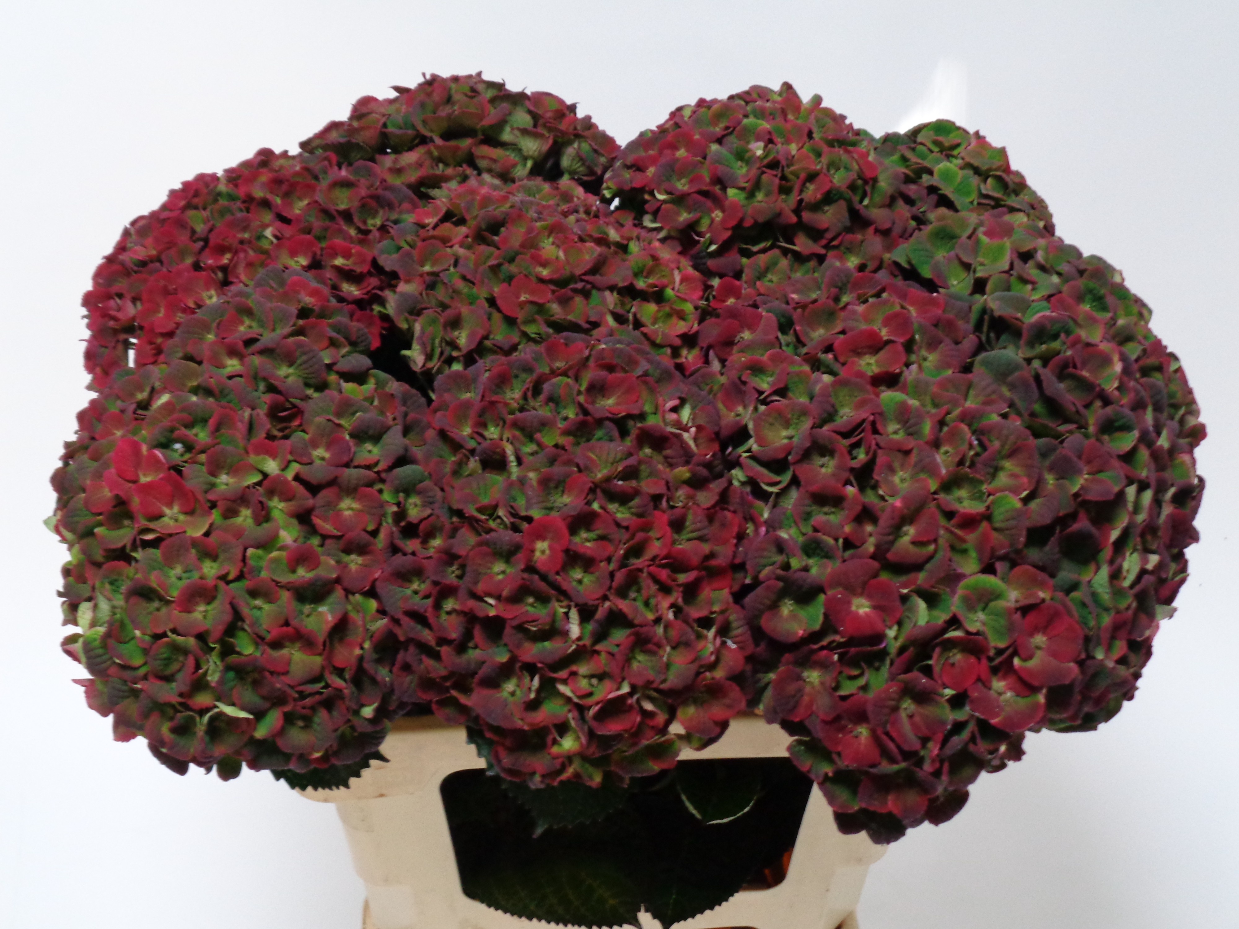 Hydrangea Charlotte Classic 60cm 18Ø