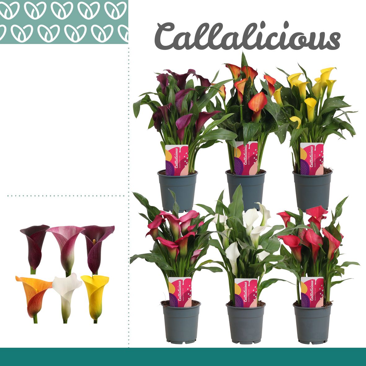 Zantedeschia (Calla) Mix