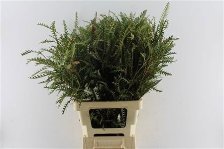 Grevillea Ivanhoe Bronze 70cm
