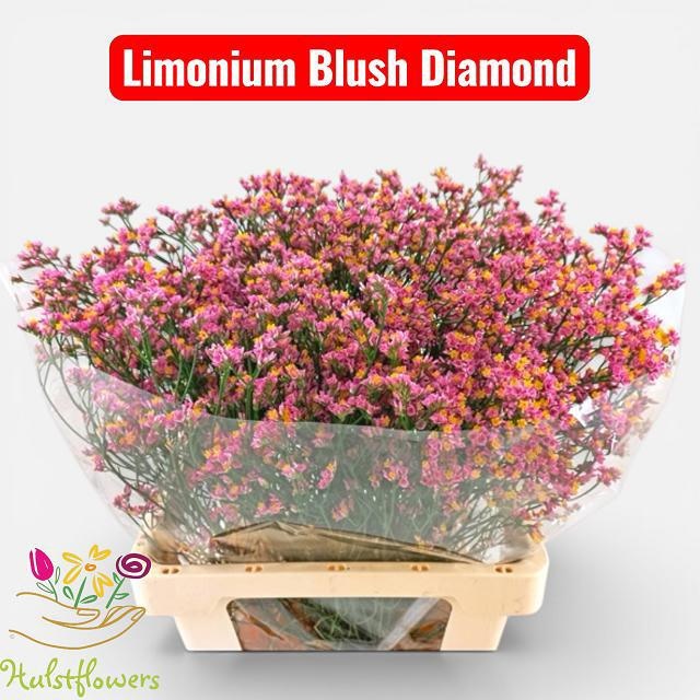 Limonium Sin Blush Diamond 60cm 26gram