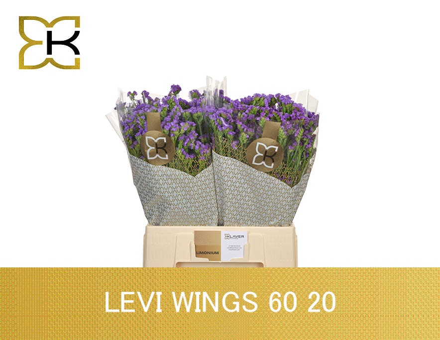 Lim S Levis Wings