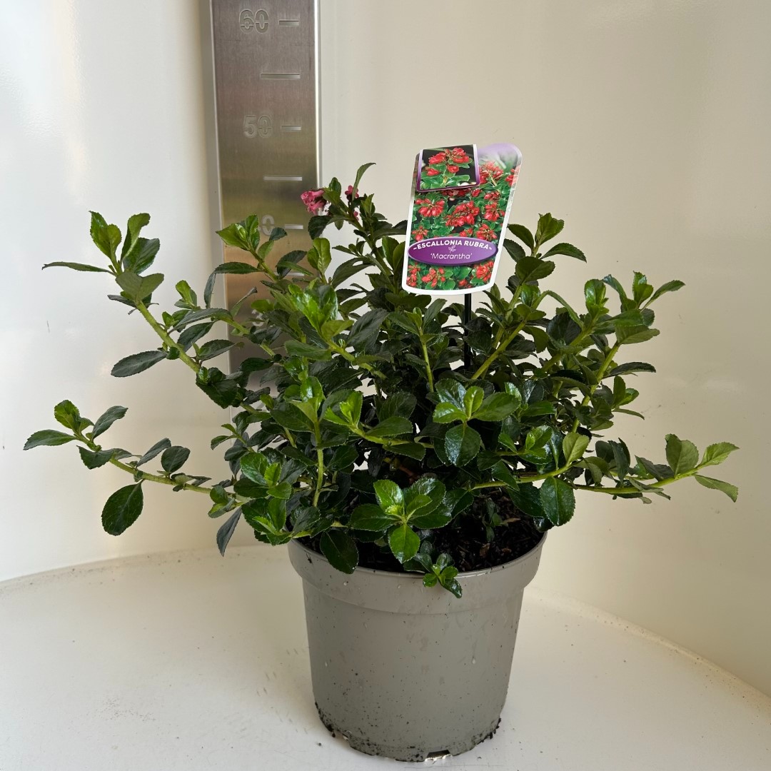 Picture of Escallonia rubra var. Macrantha P23 (5 Ltr) (LOOSE)