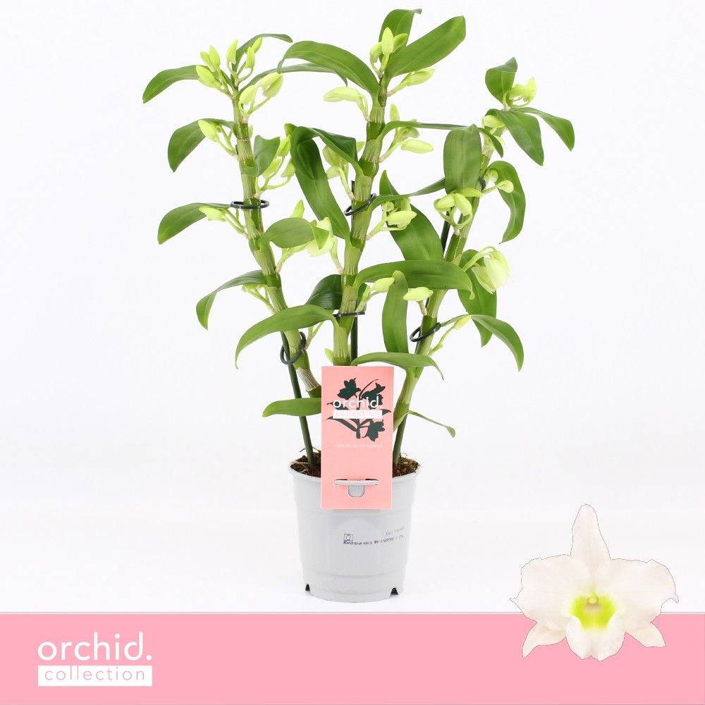 Dendrobium Star Class Apollon 12Ø 40cm 3st