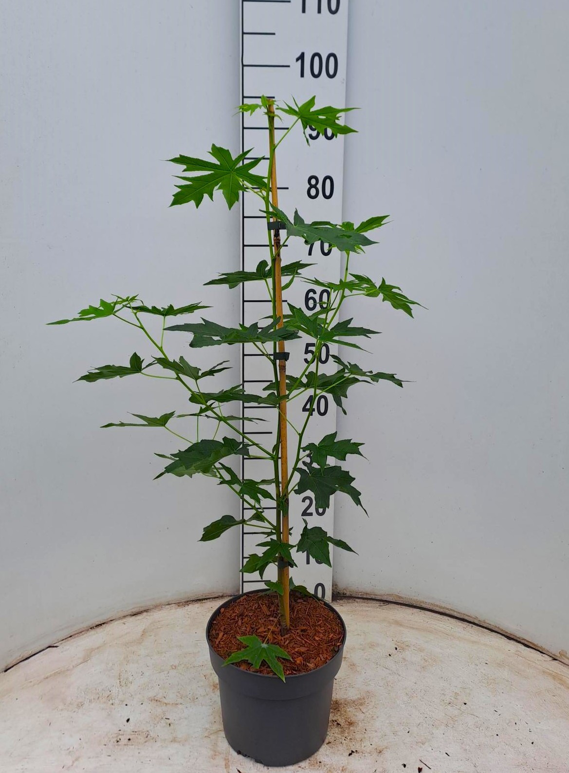 Picture of Liquidambar styraciflua Worplesdon P21 (4 Ltr)