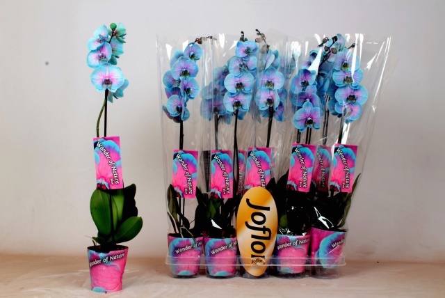 Phal Ov 12Ø 80cm