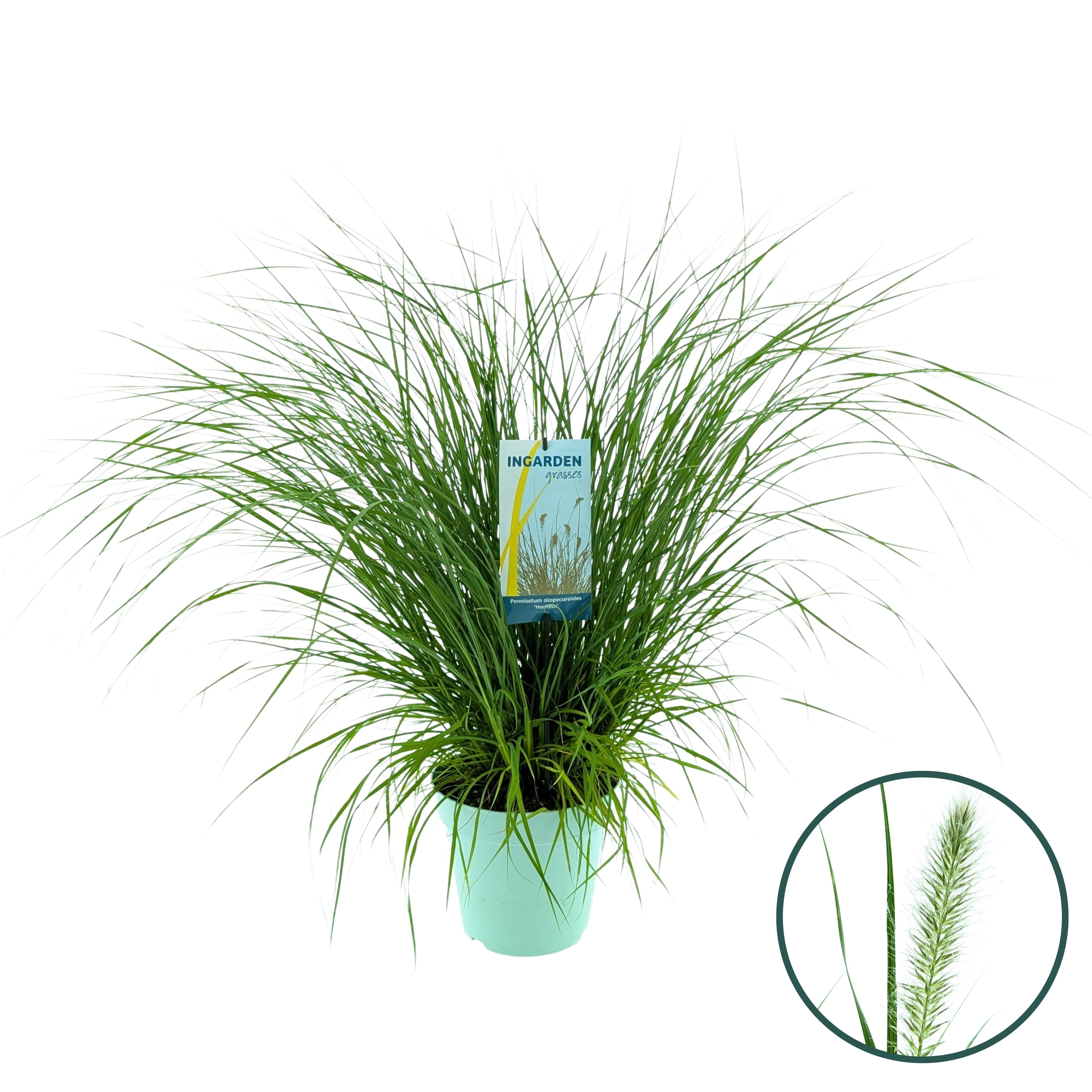 Picture of Pennisetum al. 'Hameln'