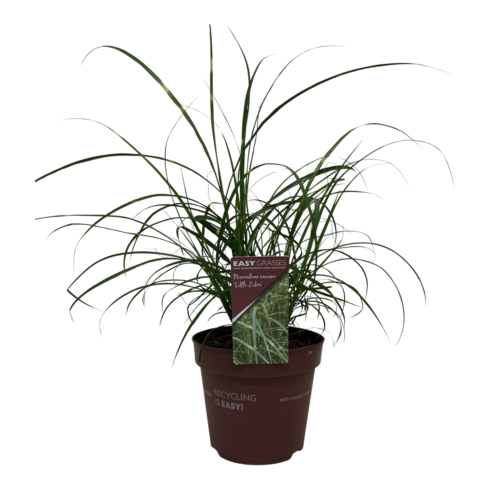 Picture of Miscanthus sinensis Little Zebra