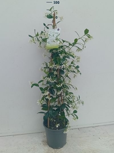 Trachelospermum jasminoides