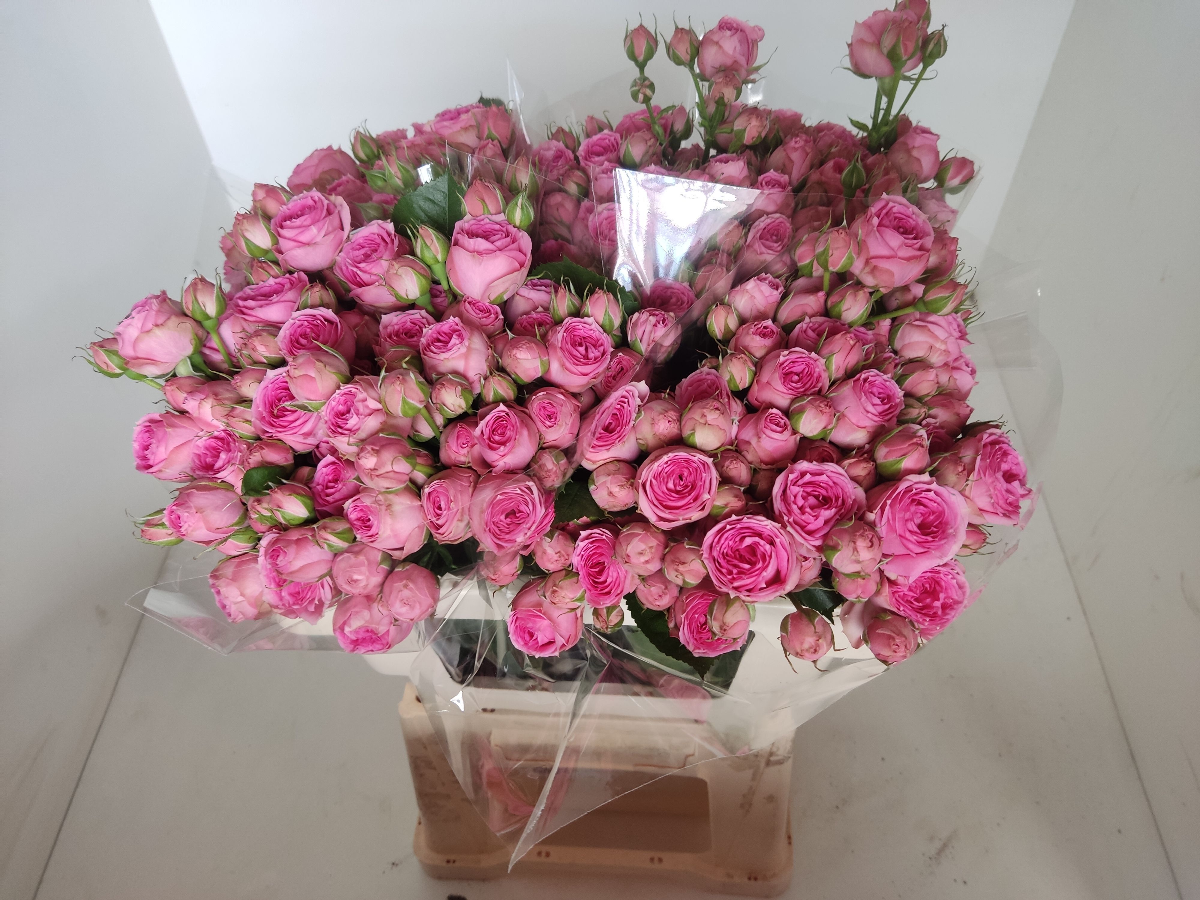 Rosa Spr Super Sensation 50cm