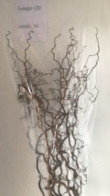 Corylus Avellana Contorta 120cm