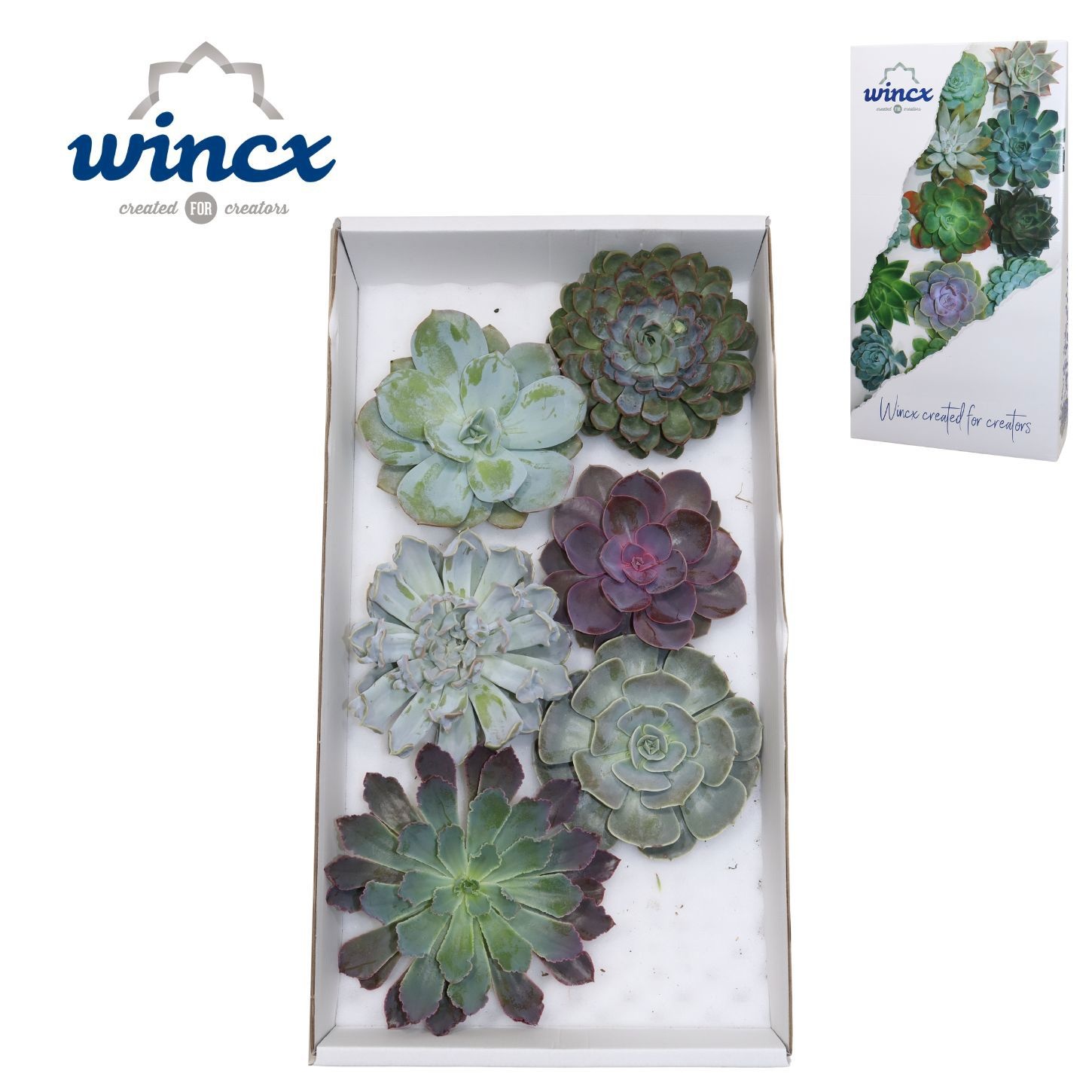 Echeveria Ov