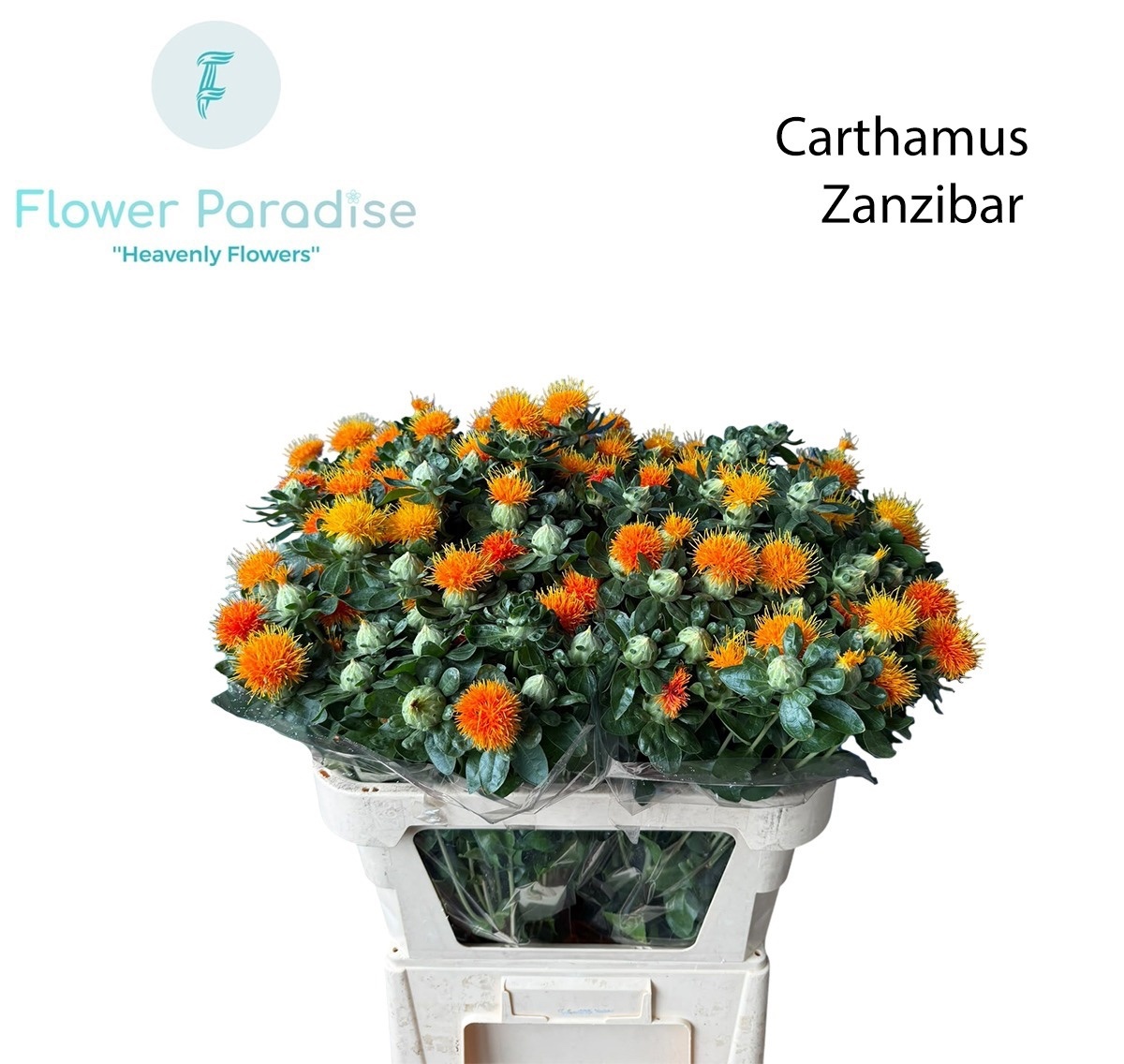 Carthamus Zanzibar 80cm