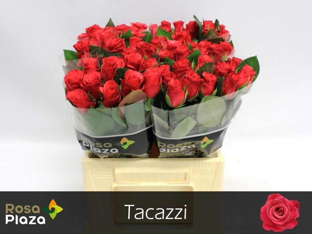 R Gr Tacazzi+
