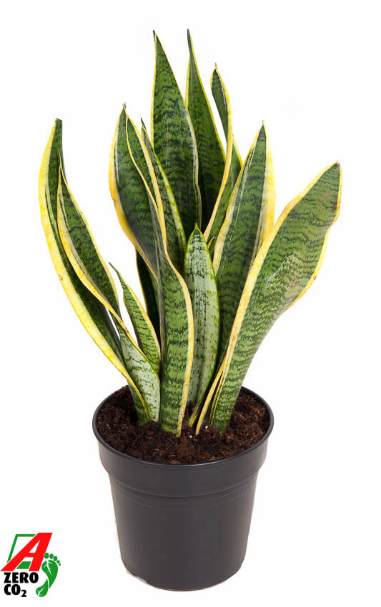 Picture of Sansevieria laurentii P17 55CM