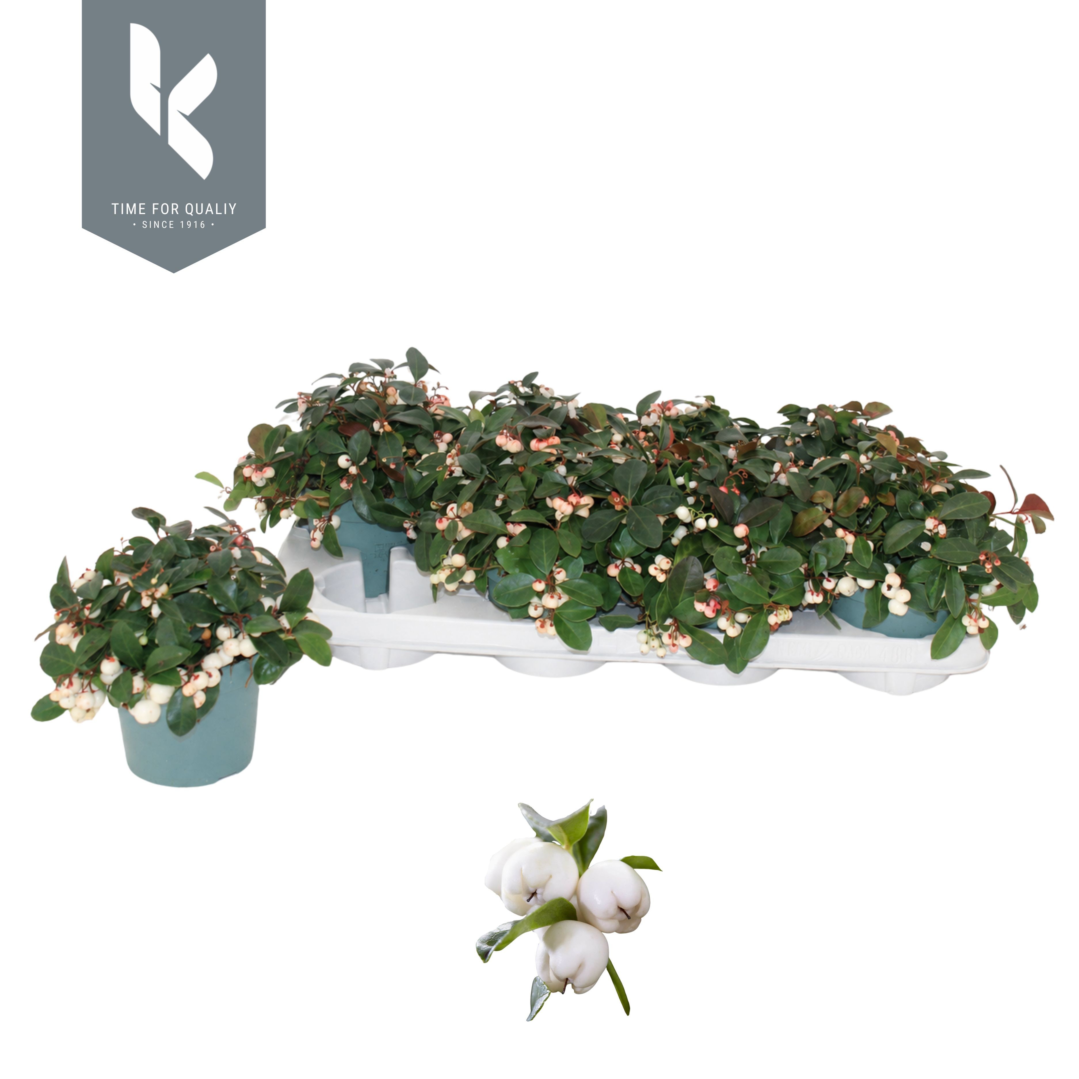 Gaultheria Ciao Bella White
