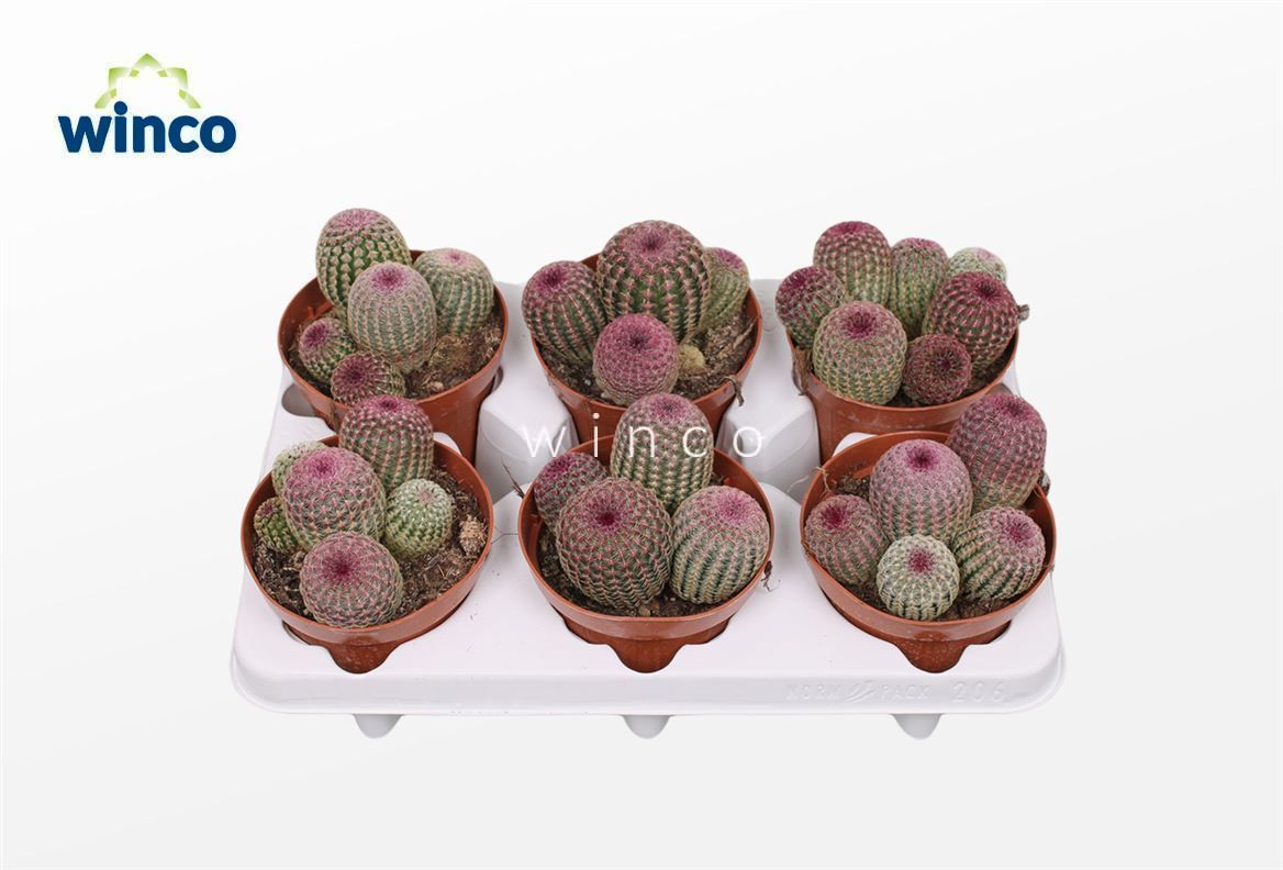 Picture of Echinocereus Rubrispinus (group) P12 20CM