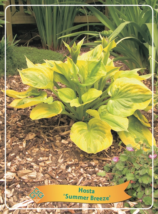 Picture of Hosta Mix 6x10 srt. per shelve P11