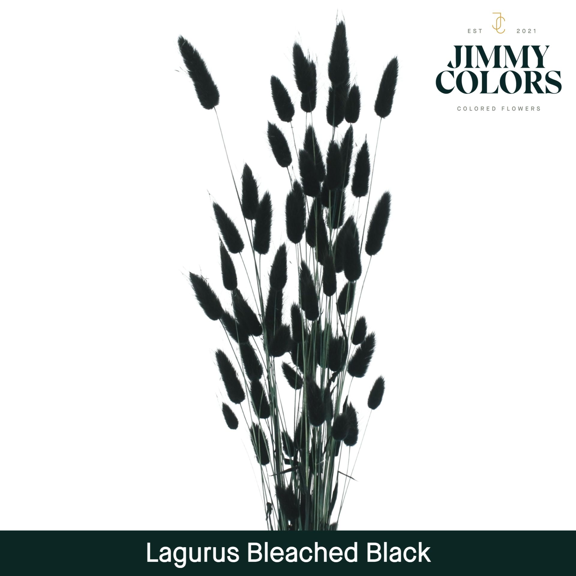 Lagurus Bleached Black