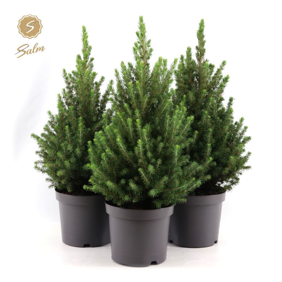 Picture of Picea gl. 'December'® P19 40/50