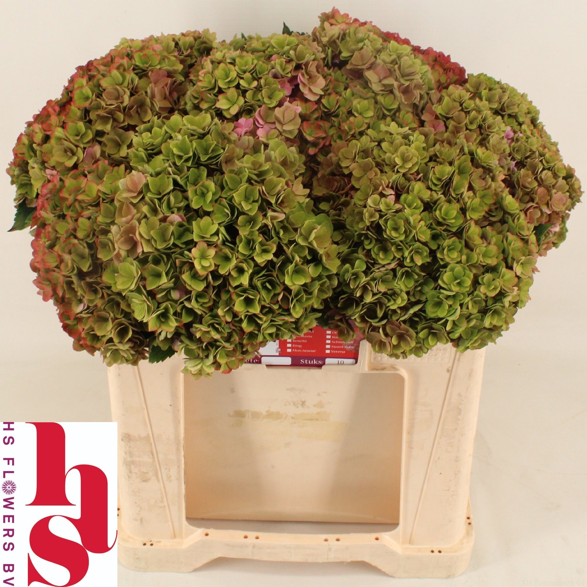 Hydrangea Royal Kiss Classic 50cm 20Ø