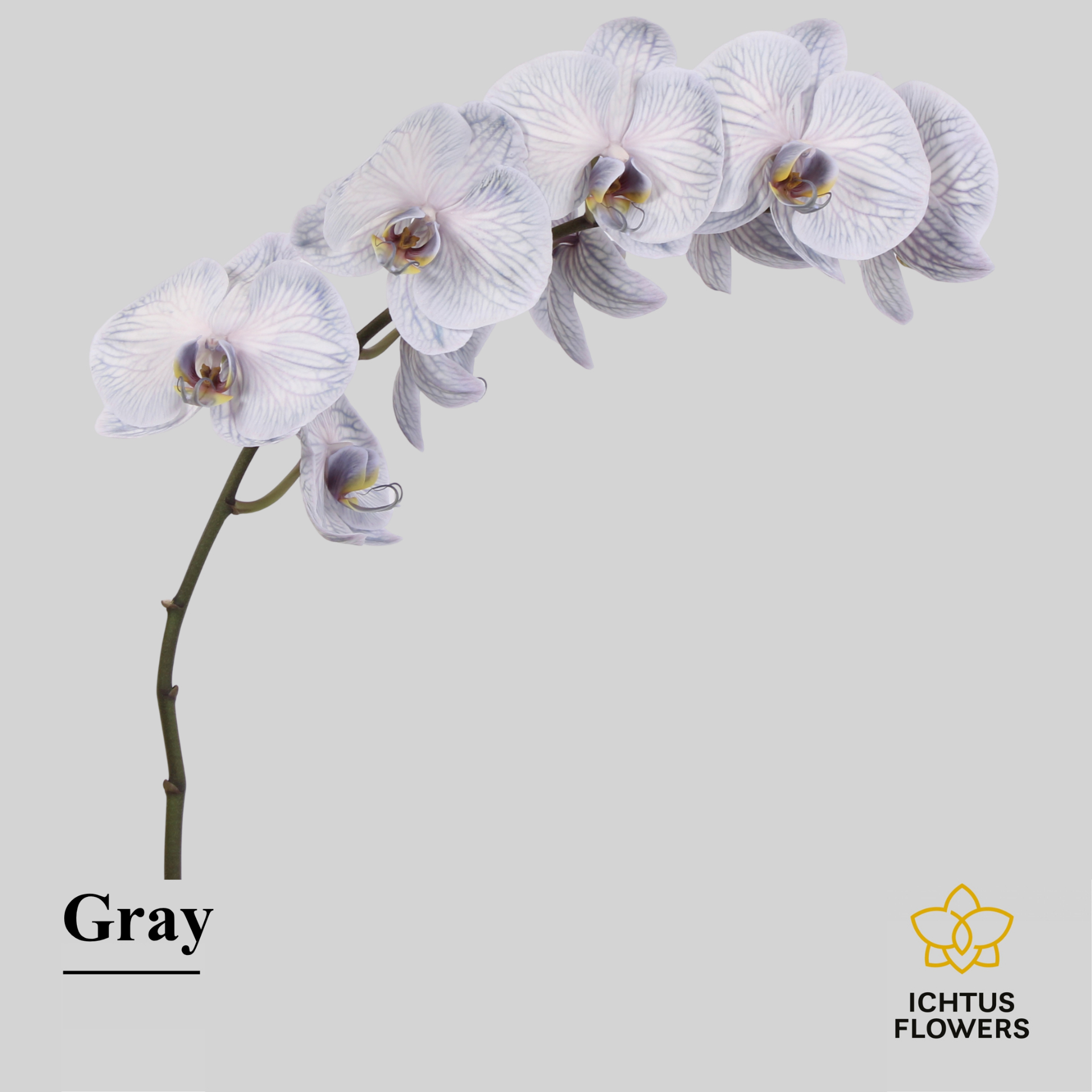 Phal Painted Excl. Gray Tak 9+