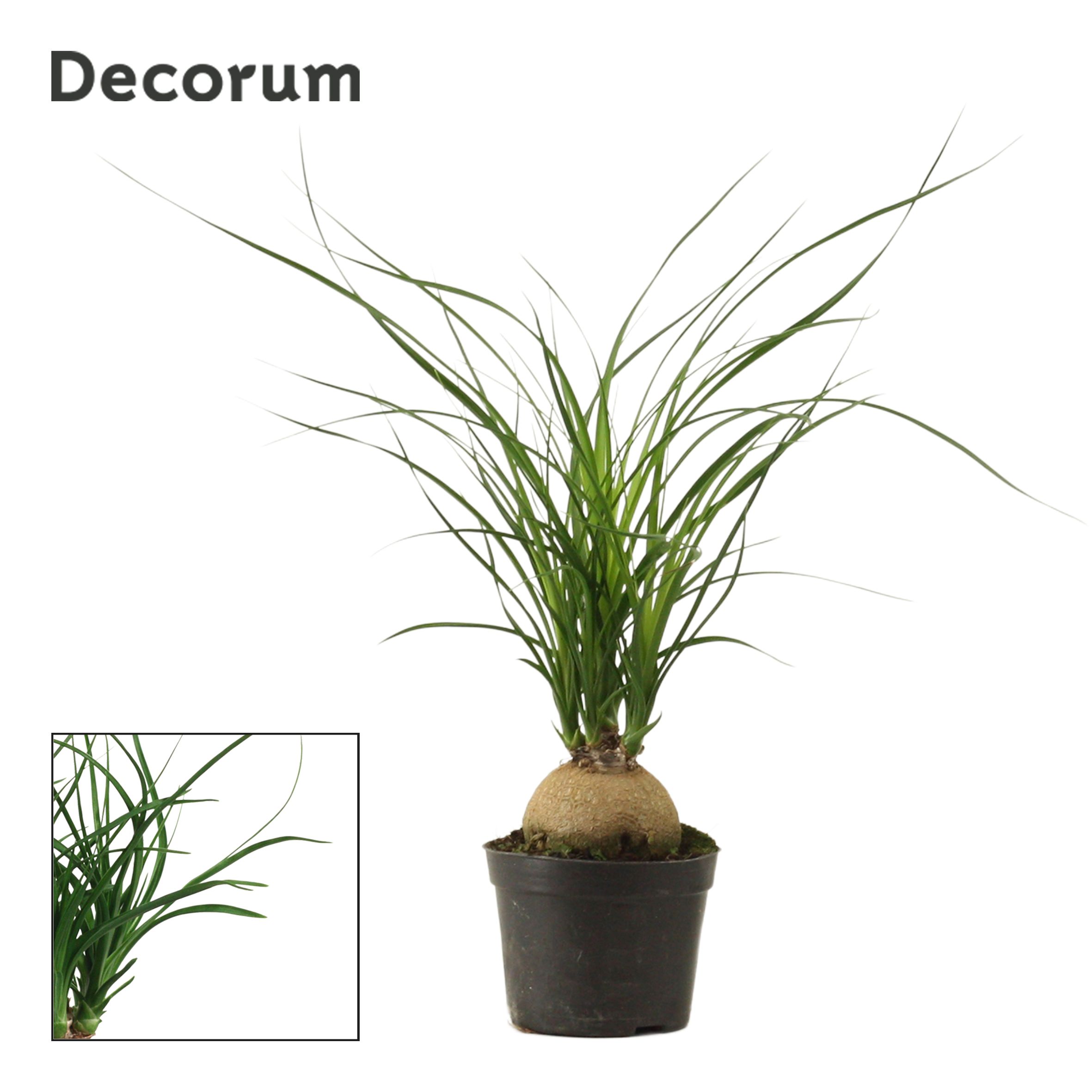 Beaucarnea Bol (Decorum)