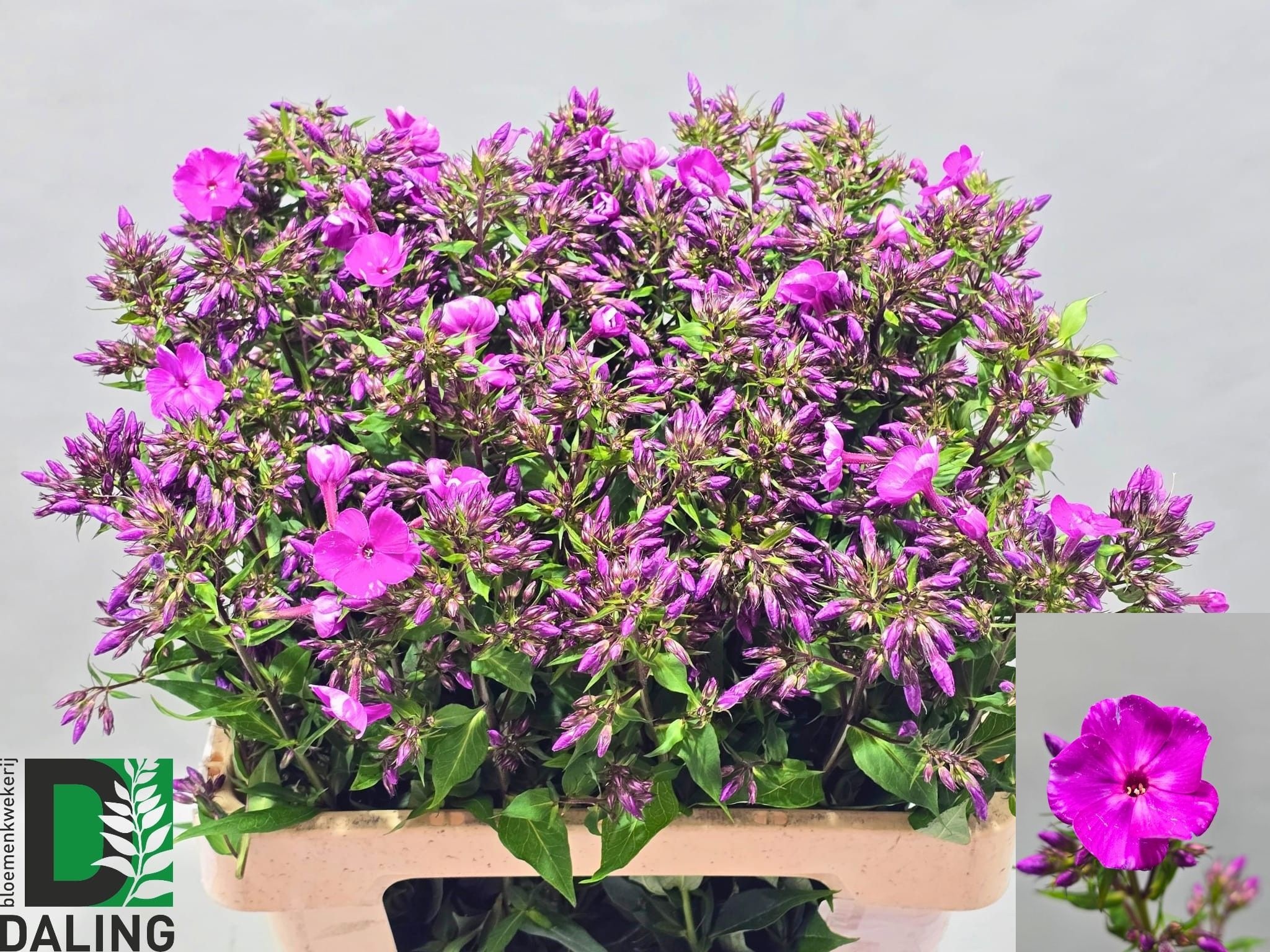 Phlox P Gogo Purple