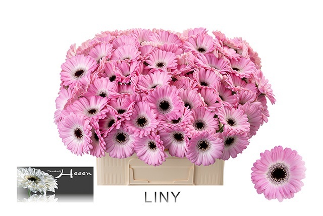 Ge Mi Liny 50cm 7Ø