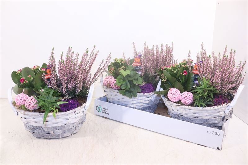 Arr Tuinplanten 23P 32cm
