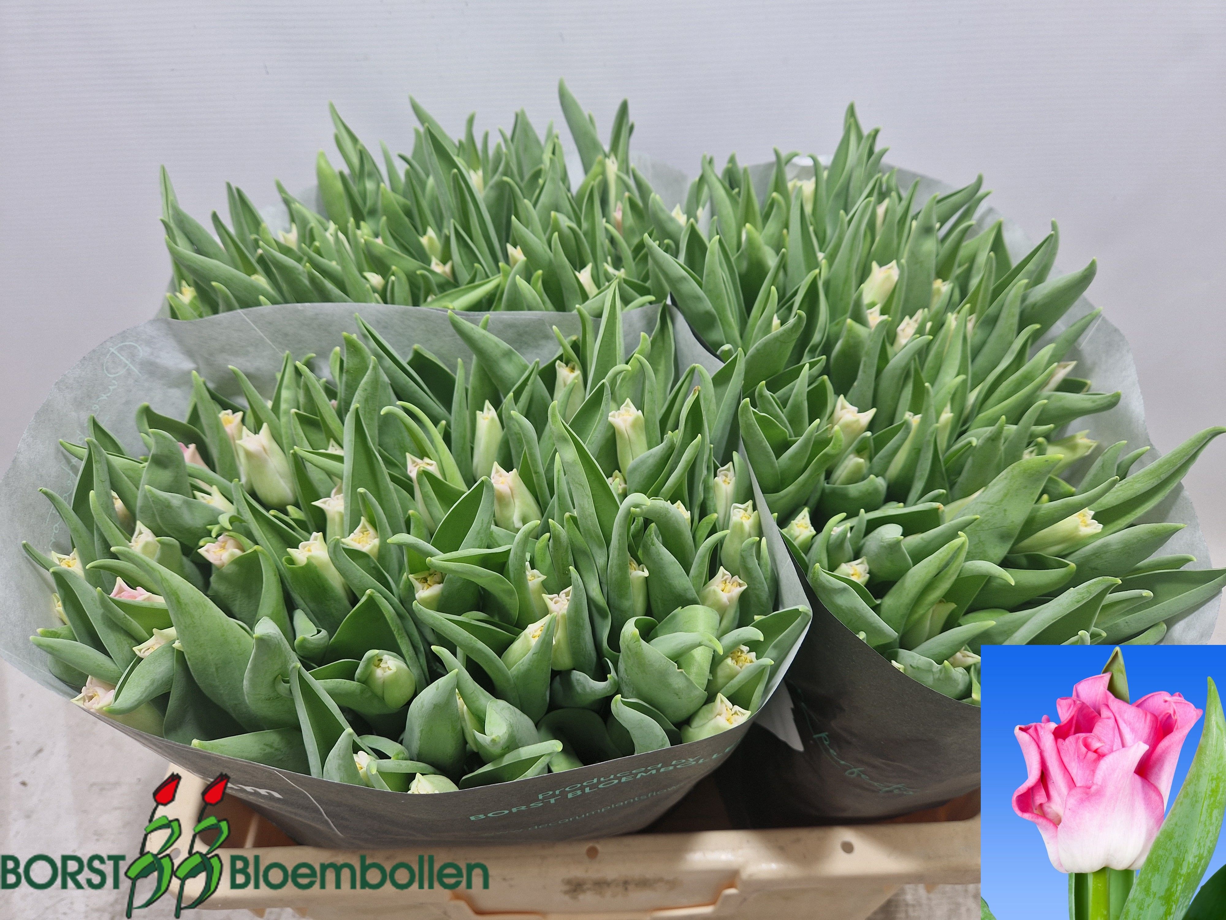 Tulipa Lily Crown Dynasty 40cm 30gram