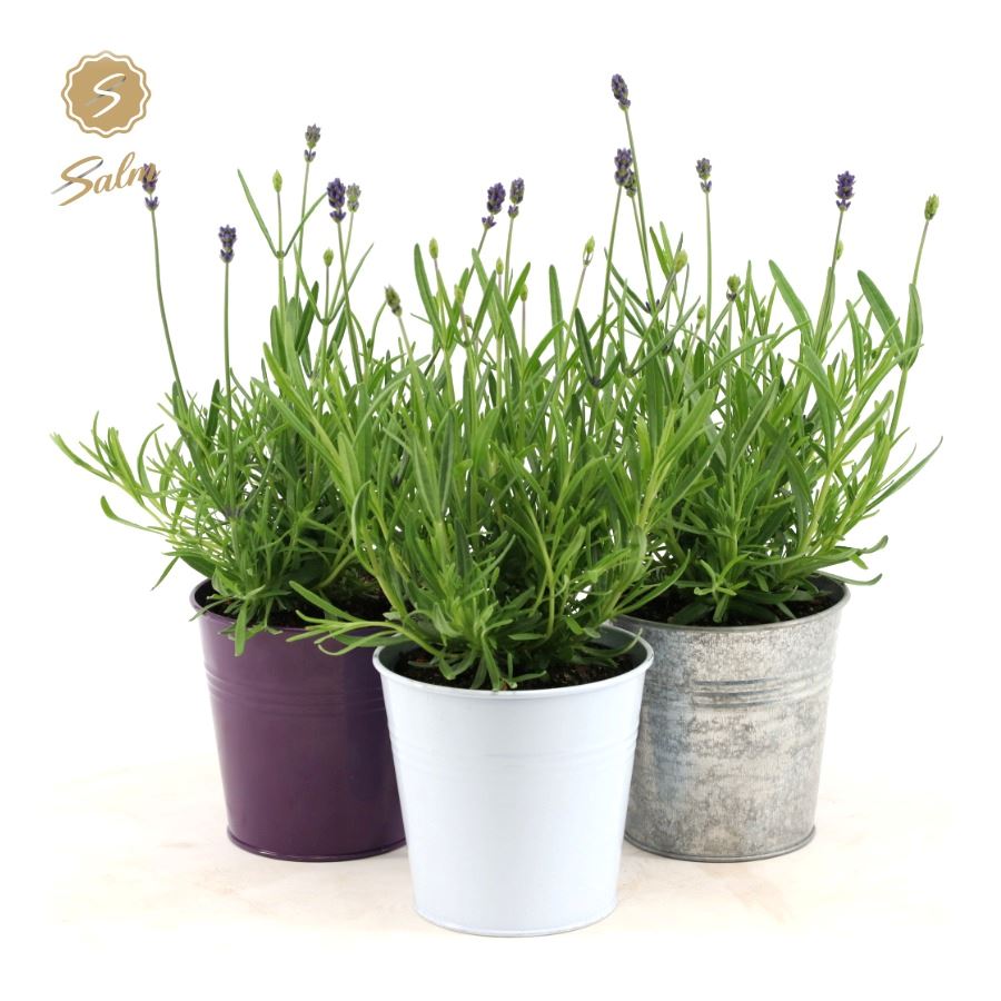 Picture of Lavandula ang. 'Felice'® Collection P10,5 in Zinc Mix