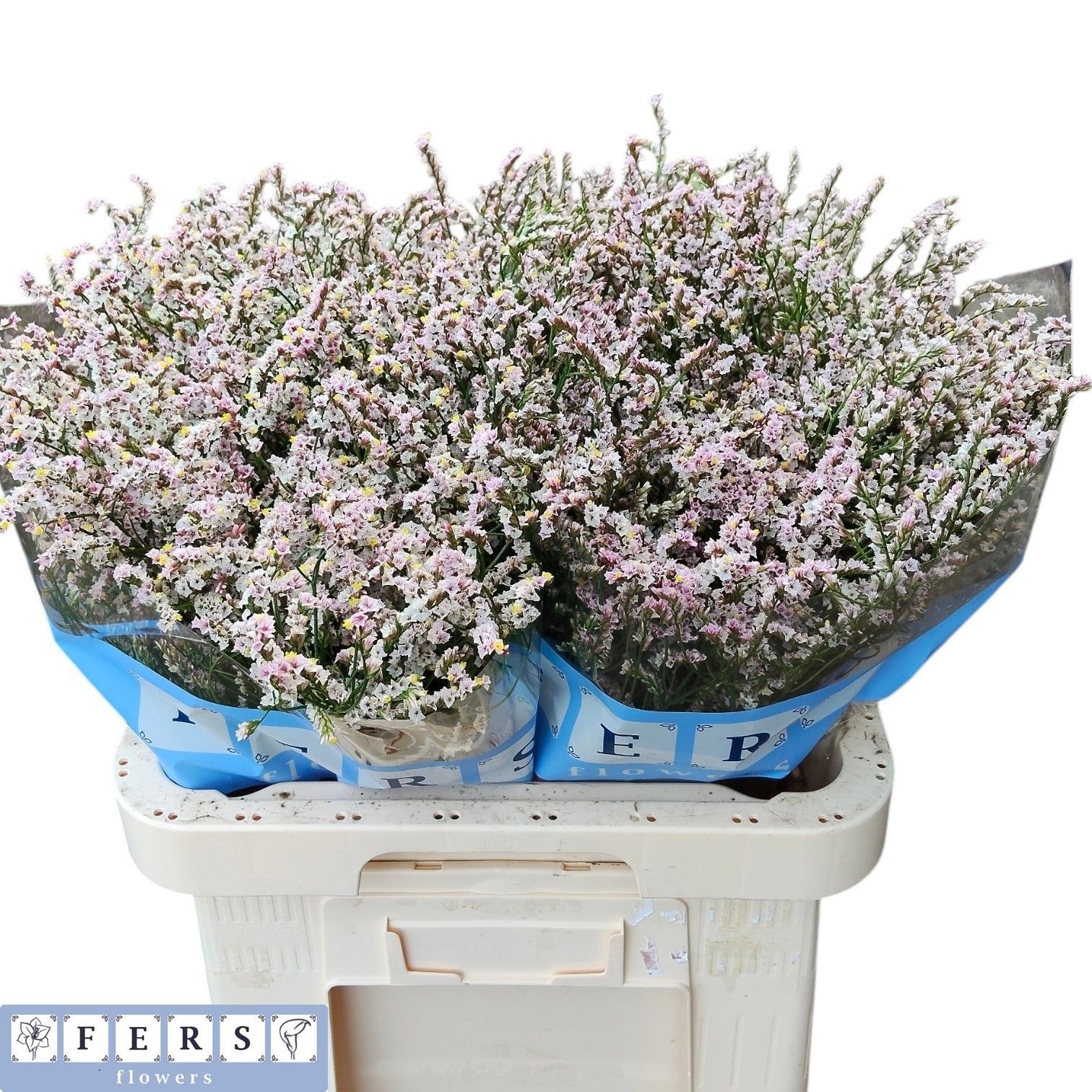 Limonium Sin Regina Diamond 70cm 30gram