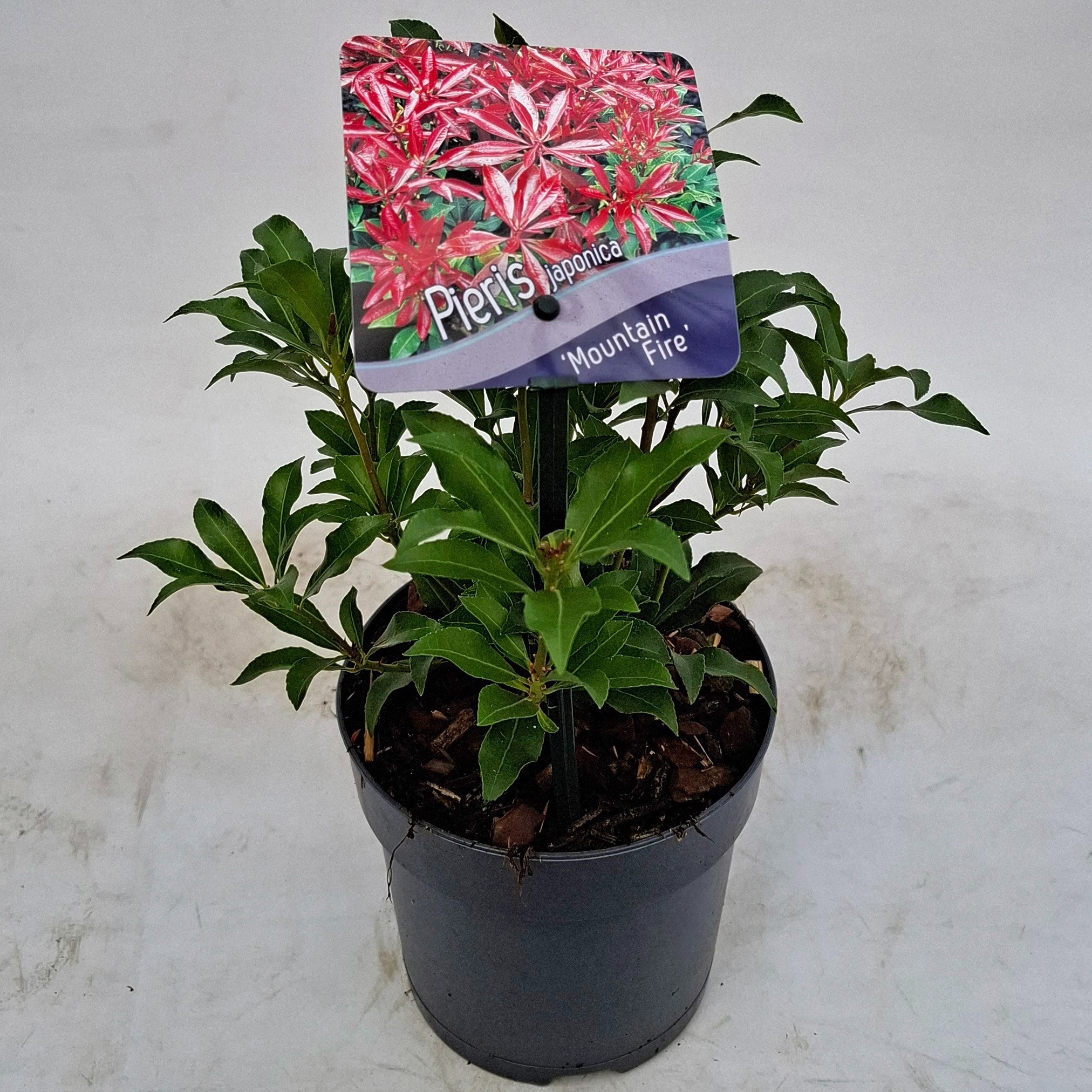 Picture of Pieris japonica 'Mountain Fire'