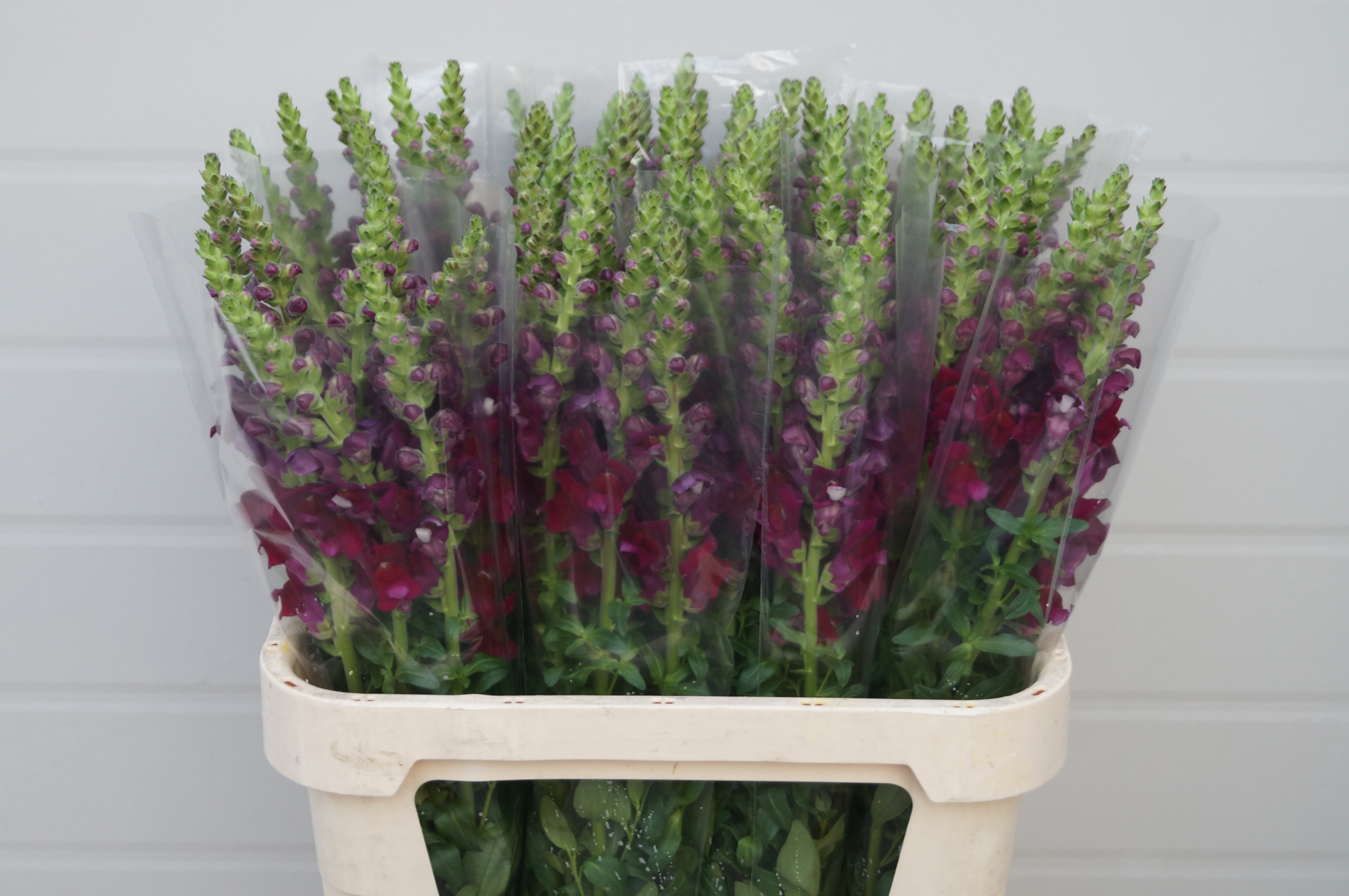 Antirrhinum Poto Crimson 80cm