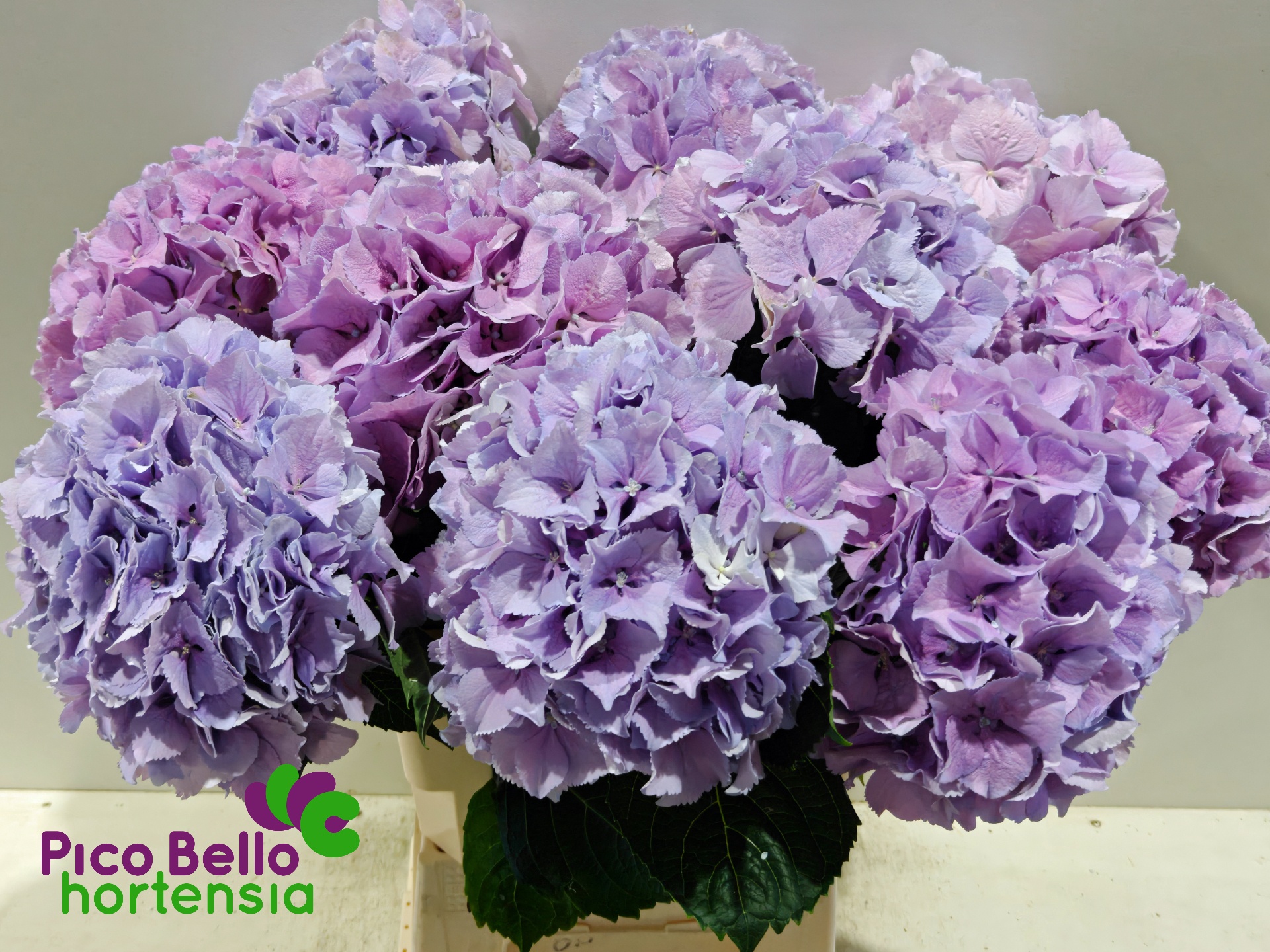 Hydrangea Royal Benefit 60cm 18Ø
