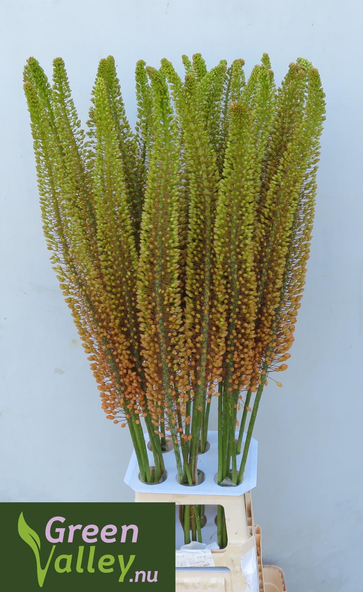 Eremurus Emmy Ro