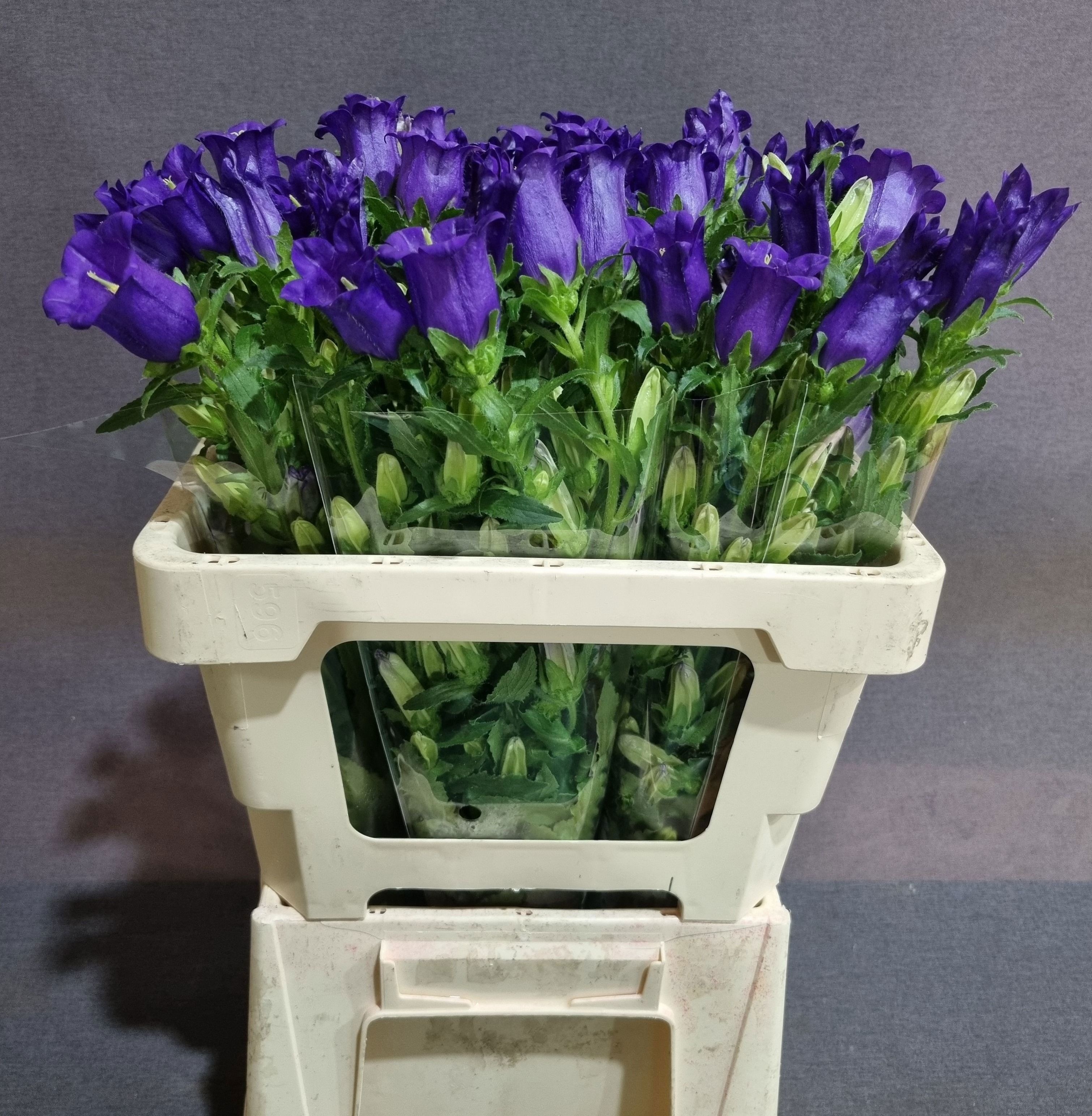 Campanula Champion Blue 50cm