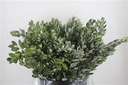 Pittosporum Per Bunch 65cm 400gram