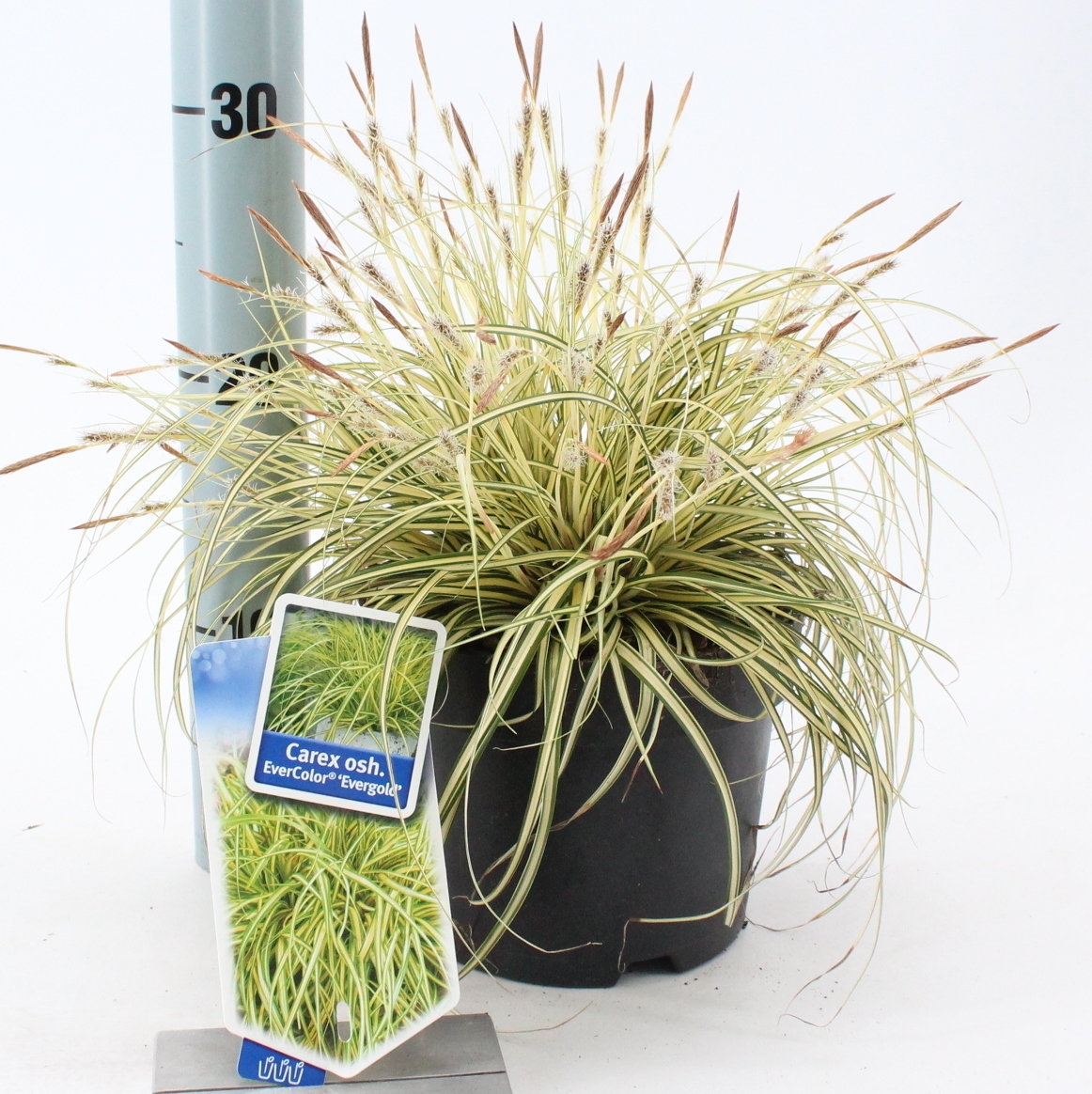 Picture of Carex oshimensis EverColor® 'Evergold’