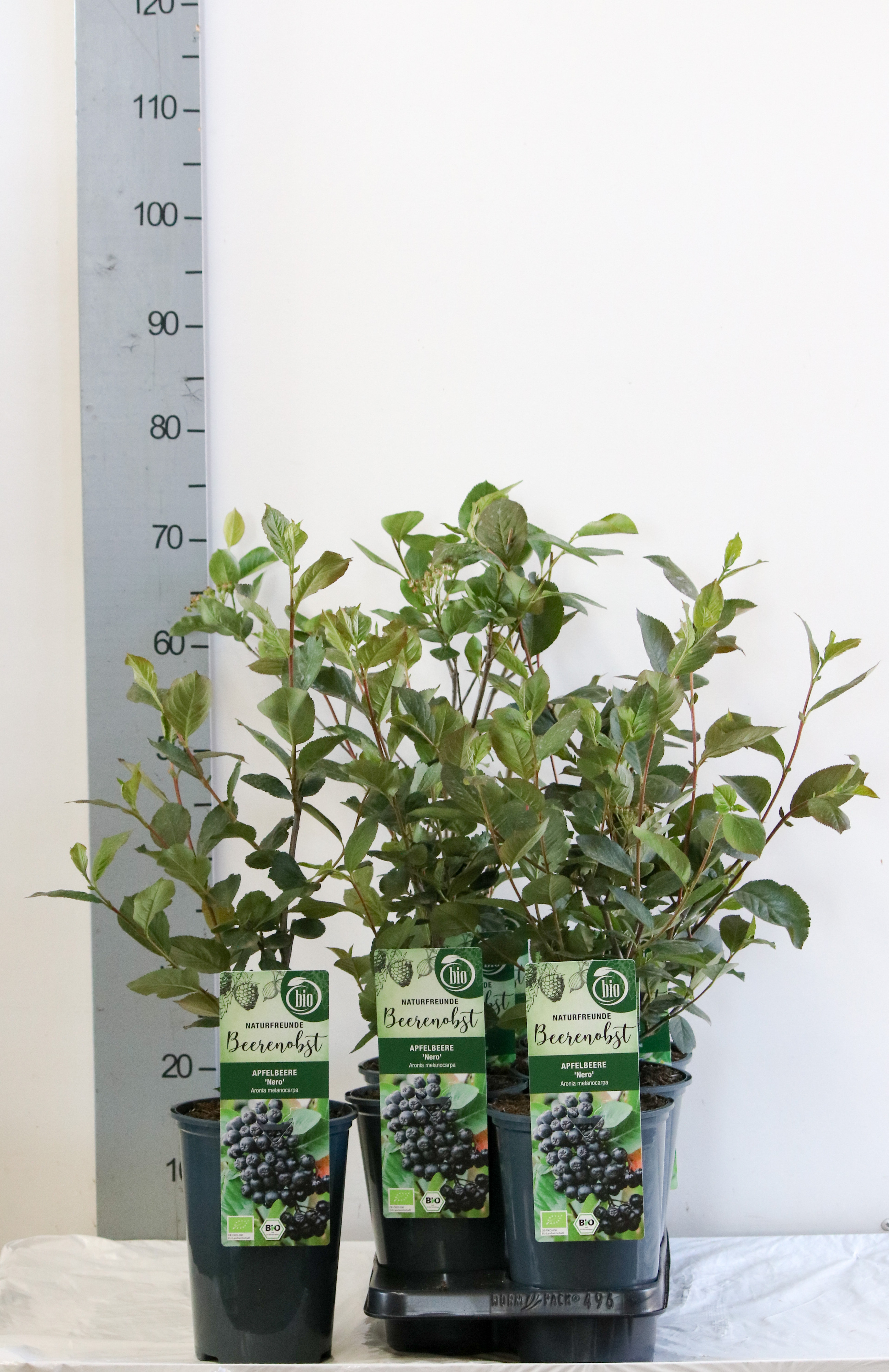 Aronia prunifolia 'Nero' bio