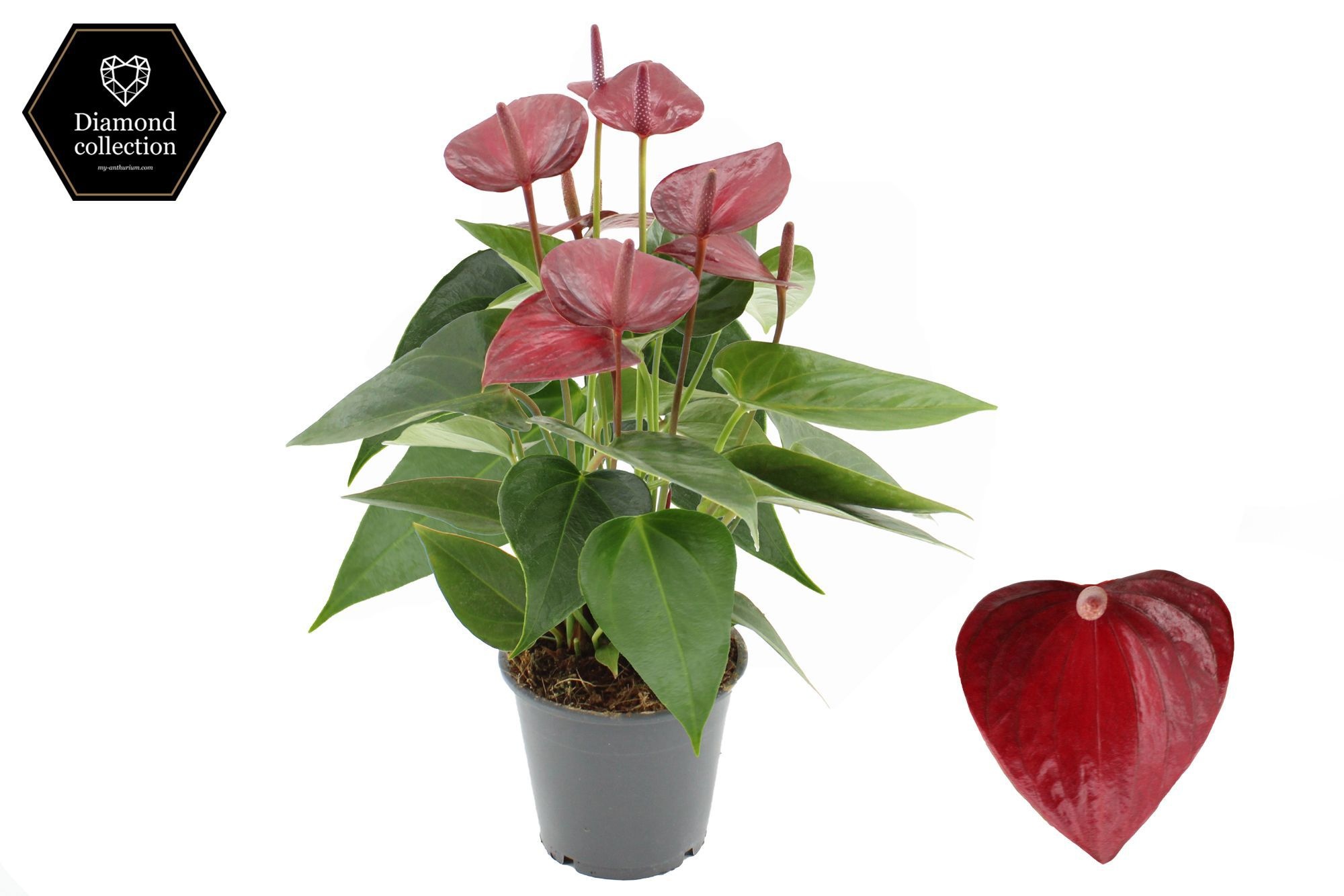 Anthurium 12 Cm Embracio In Transparant Sleeve
