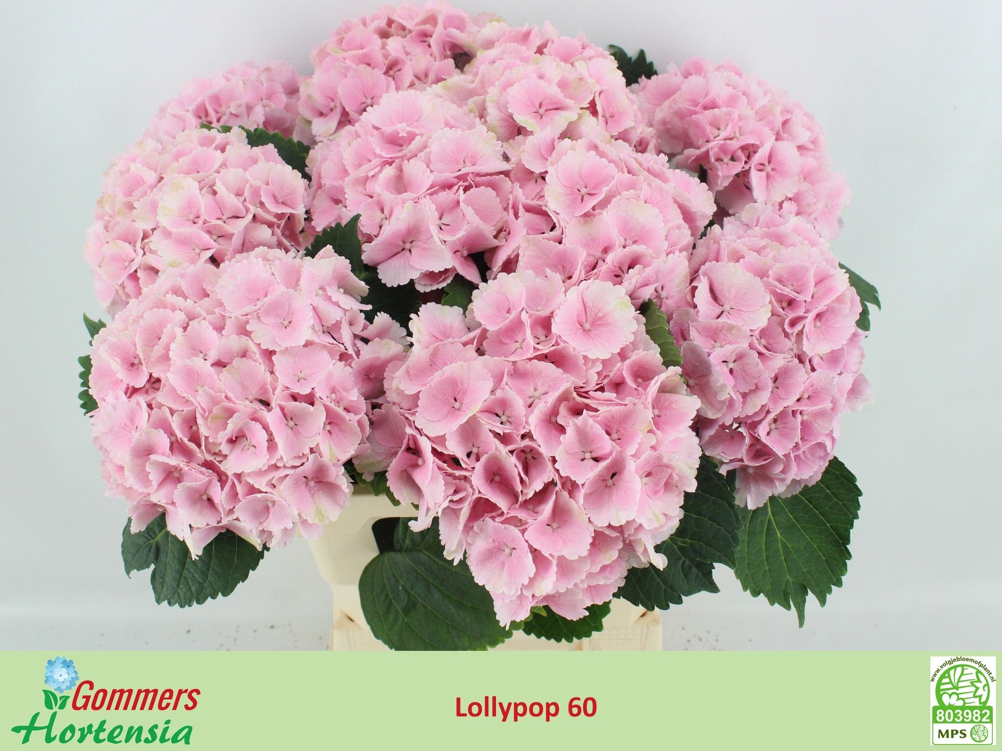 Hydrangea Lollypop Lavender 60cm 15Ø