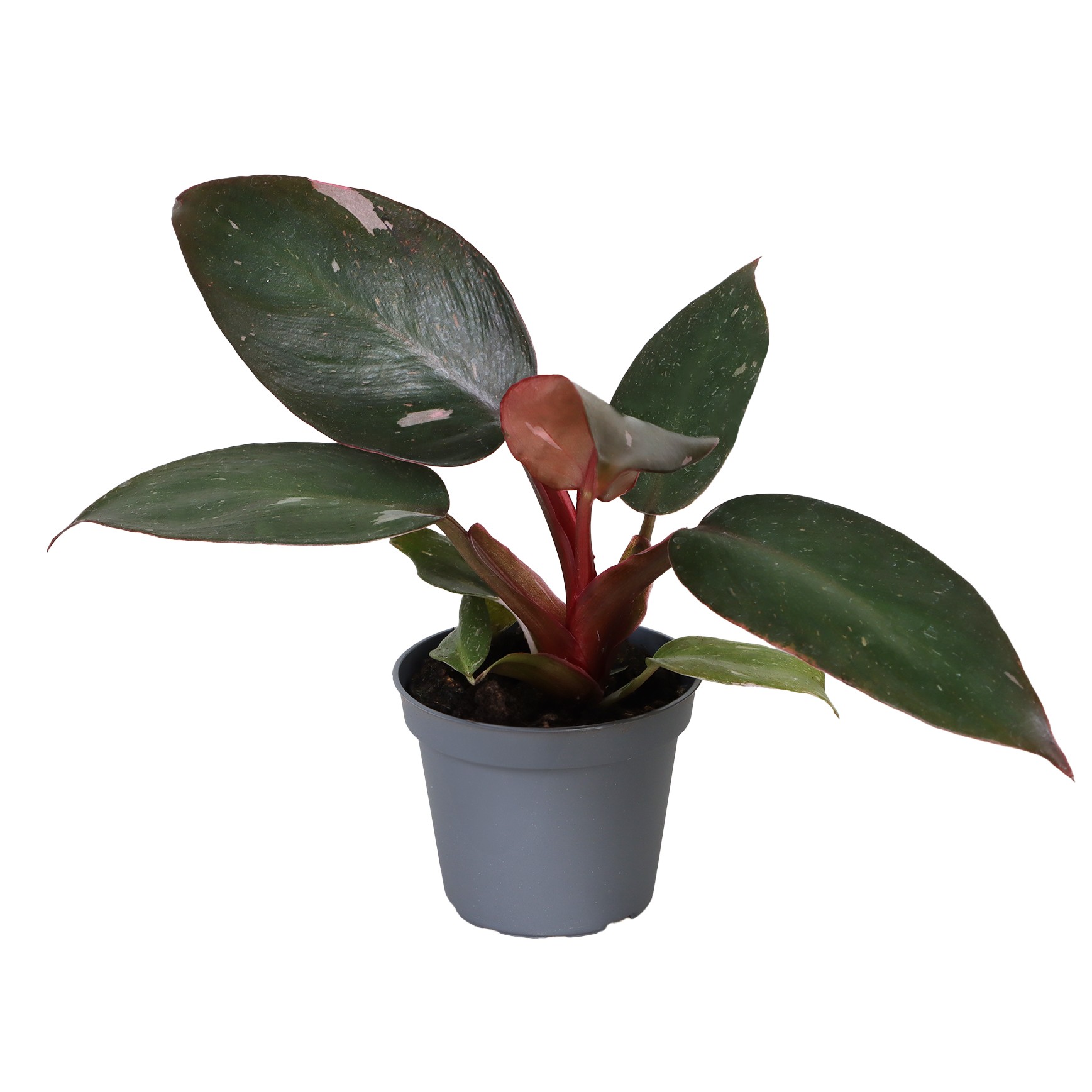 Picture of Philodendron Pink Princess P6 12CM