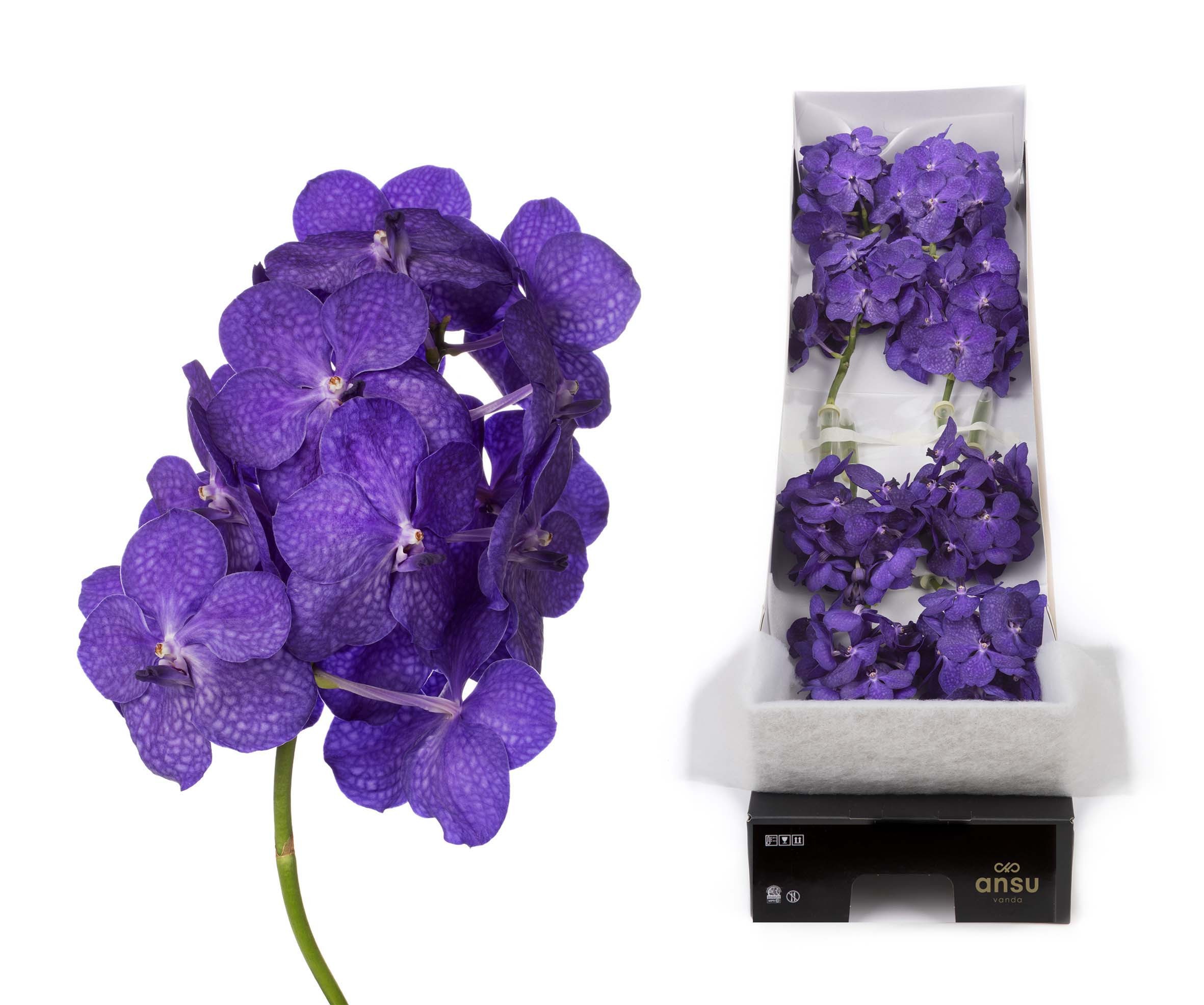 Vanda Tayanee Blue