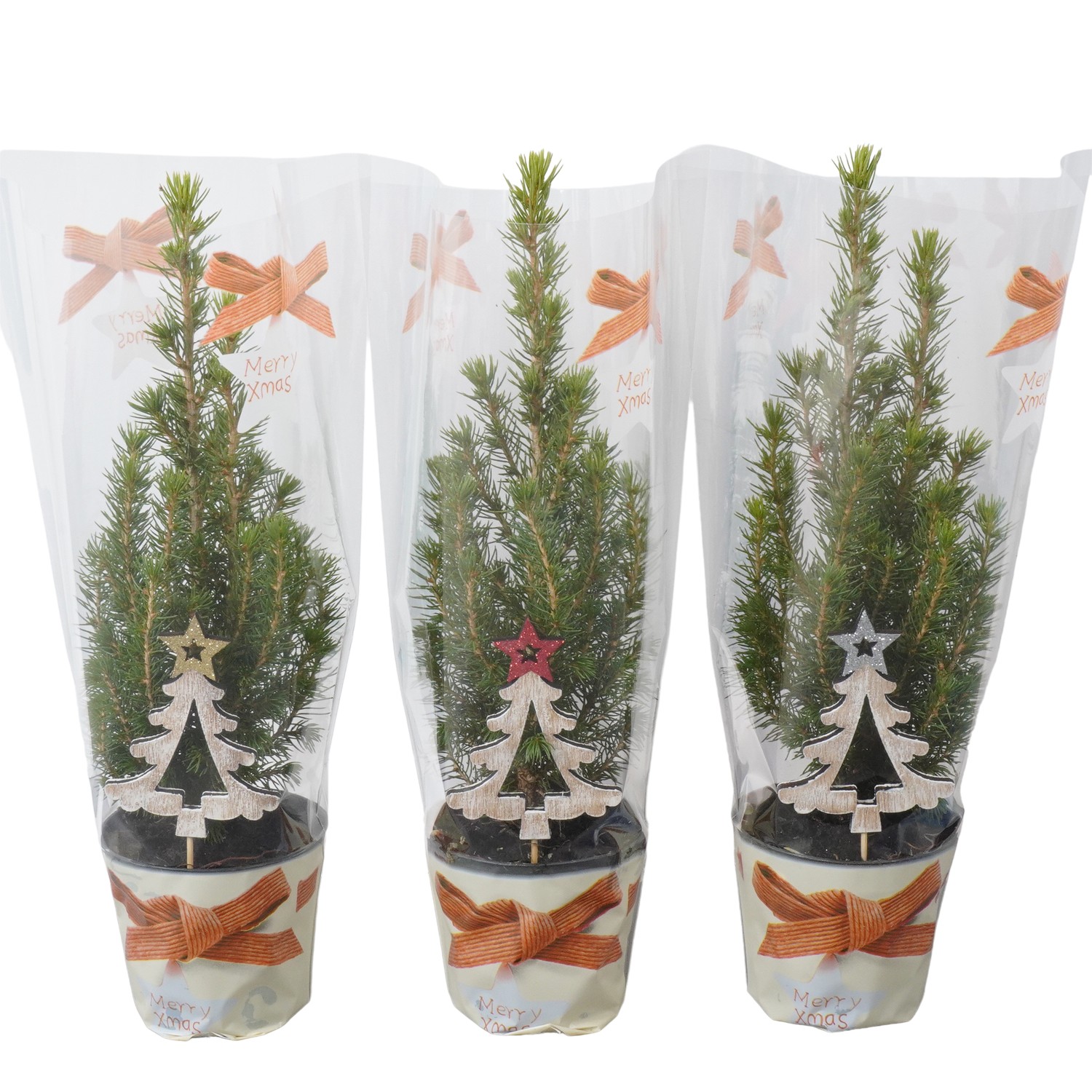 Picture of PTK24303 Picea Conica Perfecta in Xmas sleeve and decoration P9 30CM