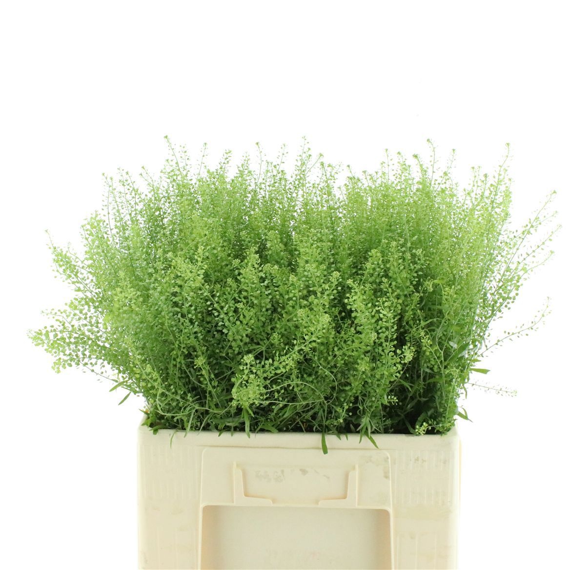 Lepidium Green Dragon 60cm