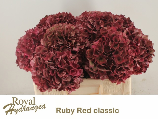 Hydrangea Ruby Red Classic 50cm 16Ø