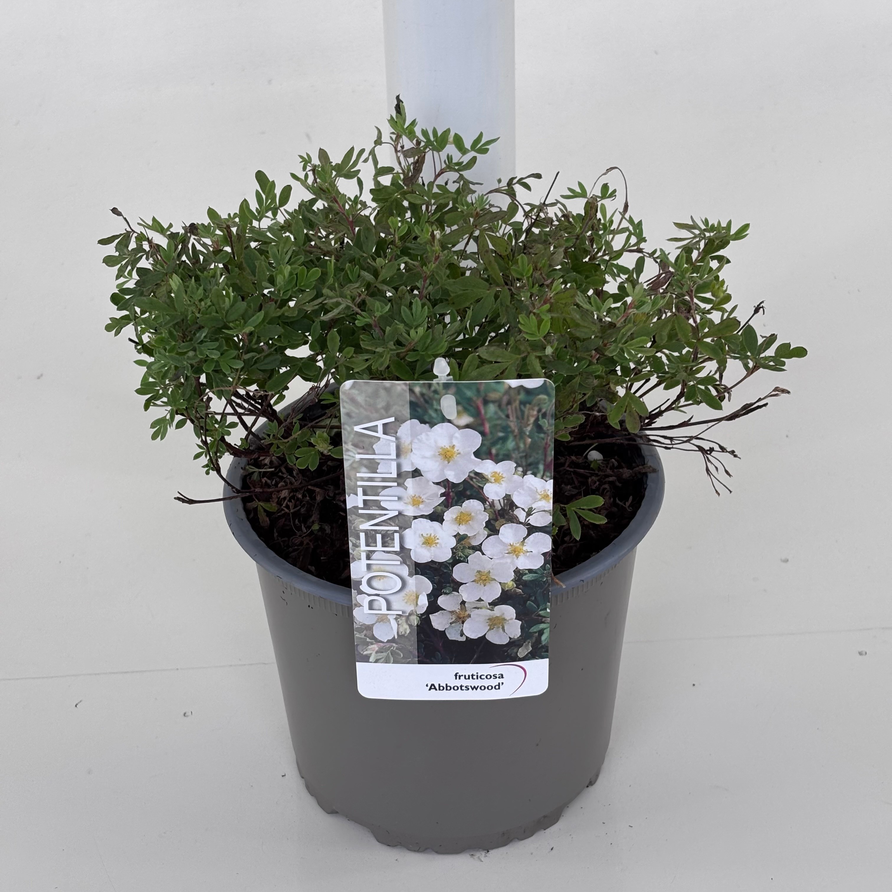 Potentilla f. 'Abbotswood'