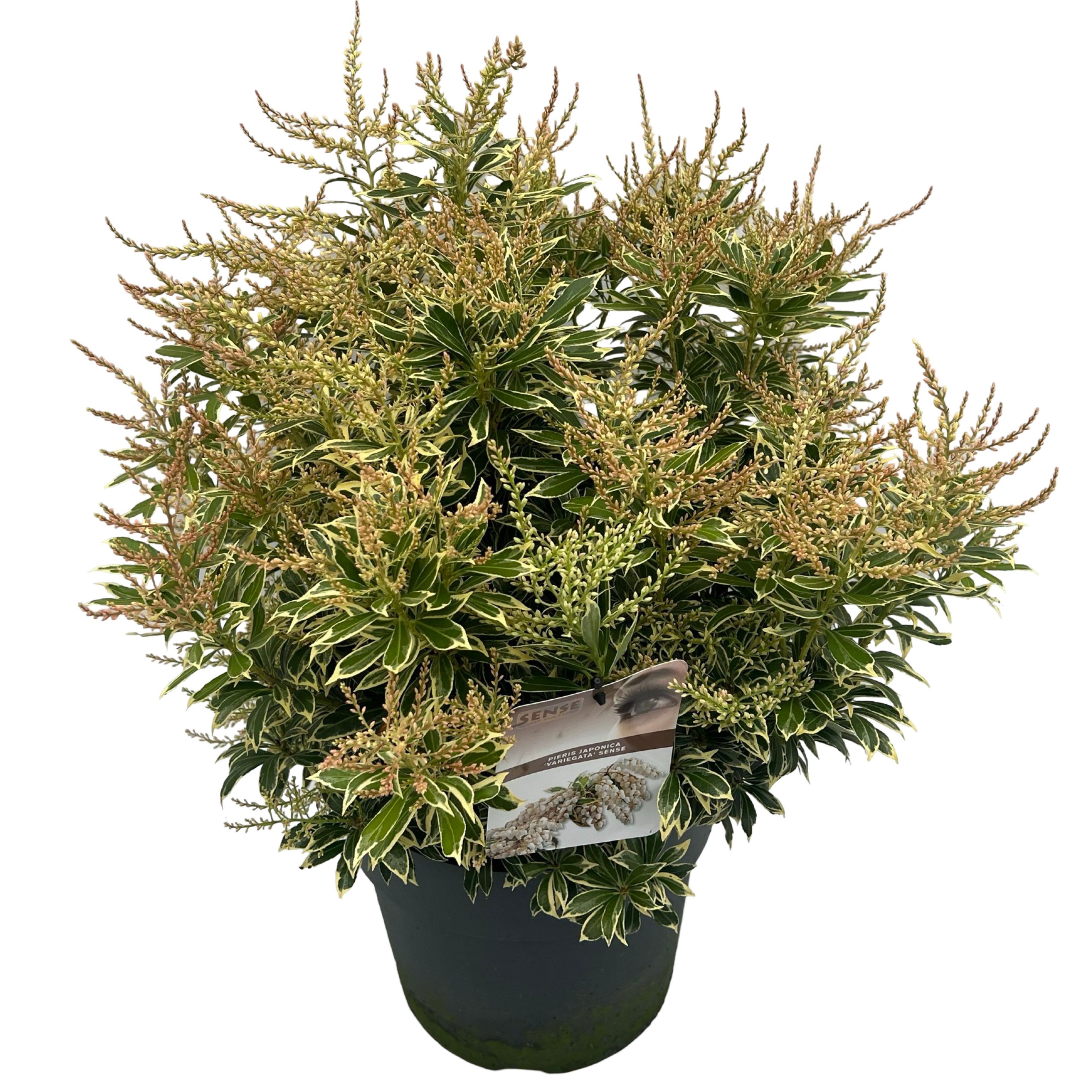 Picture of Pieris jap. Variegata sense P29 (10 Ltr)